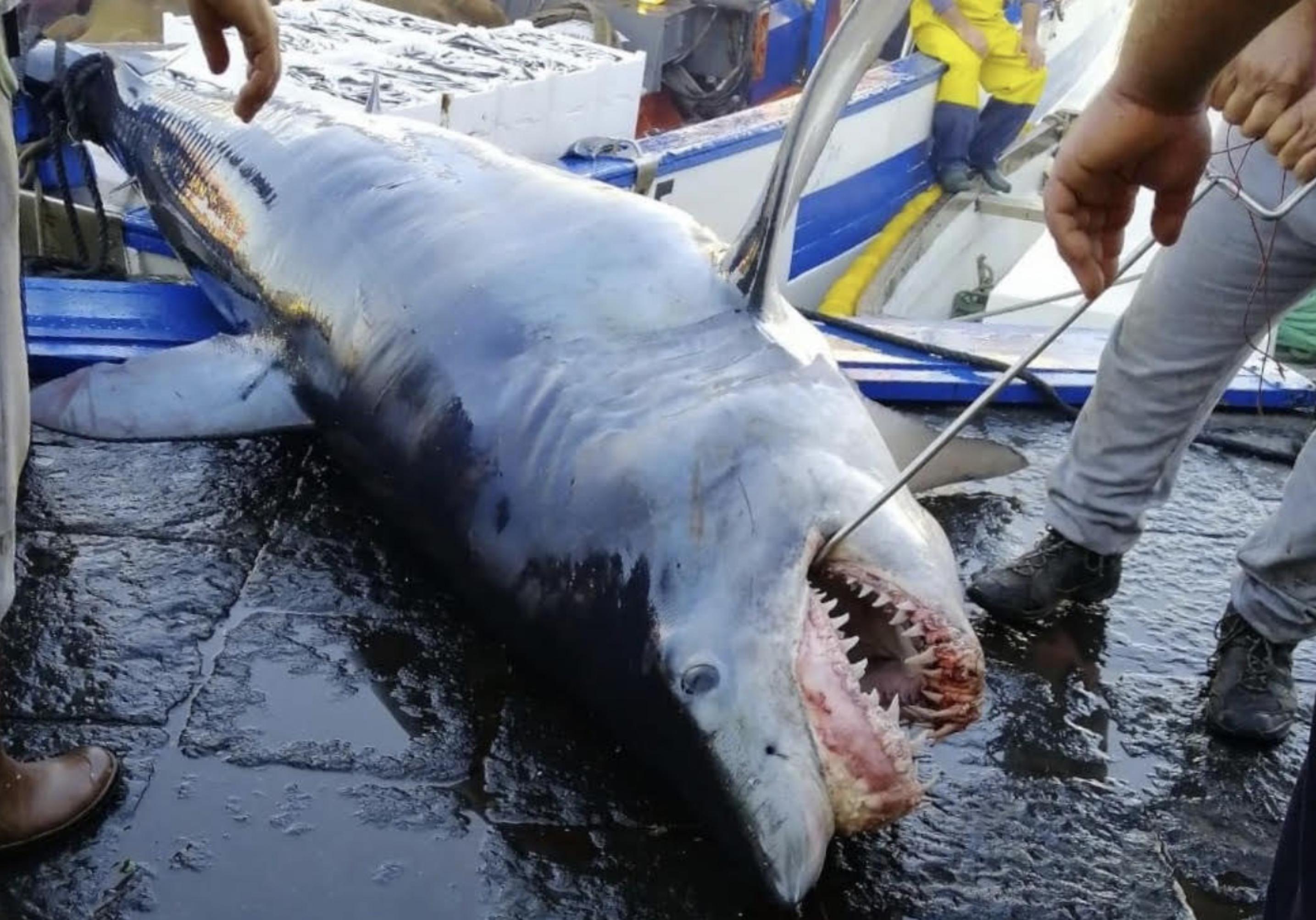 Foto zeigt einen illegal gefischten und in einem italienischen Hafen angelandeten Kurzflossen-Makohai. Die Art ist im Mittelmeer vom Aussterben bedroht