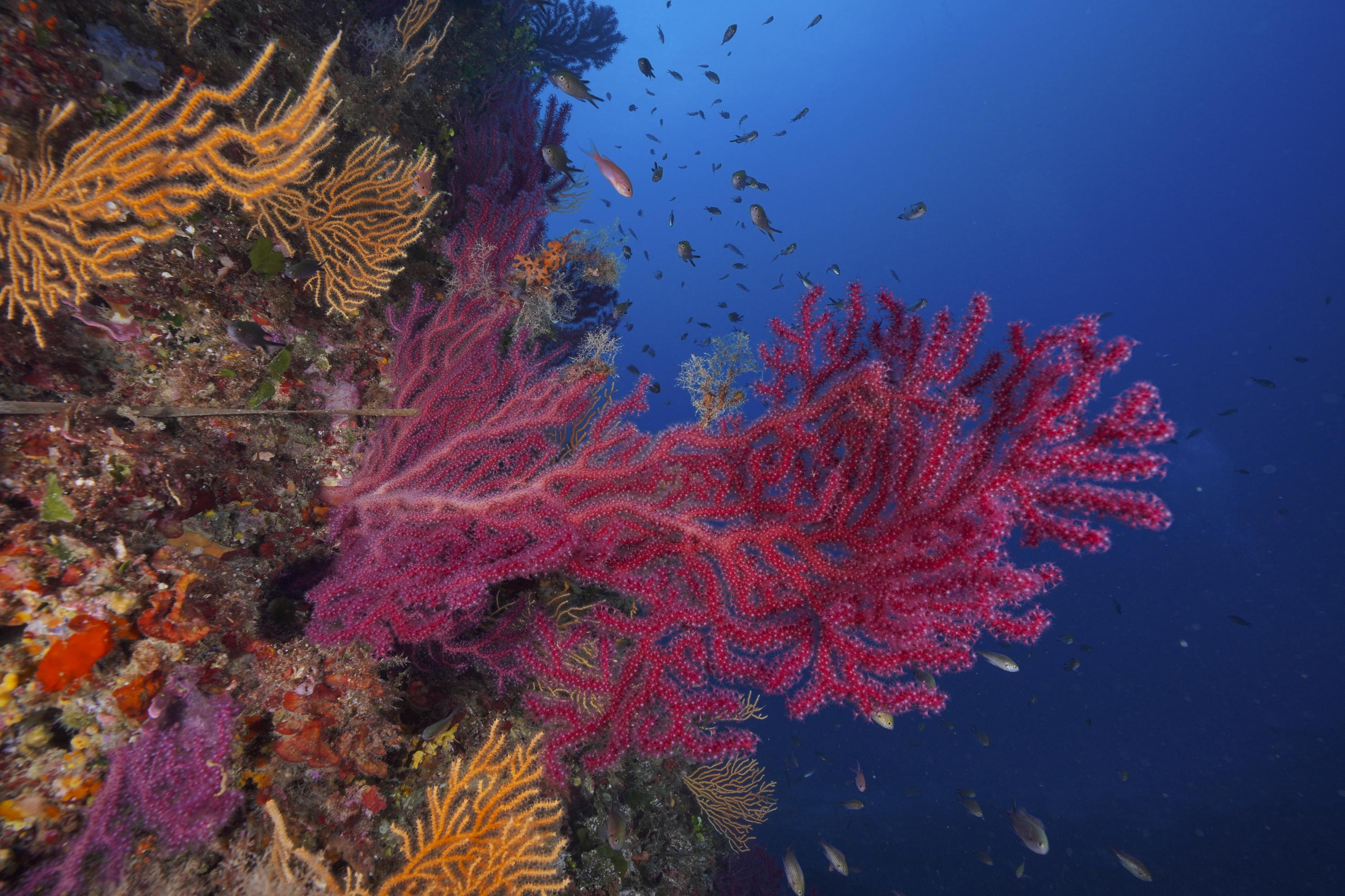 Unterwasserfoto von mehreren Korallen in orange und pink mit vielen kleinen Fischen.