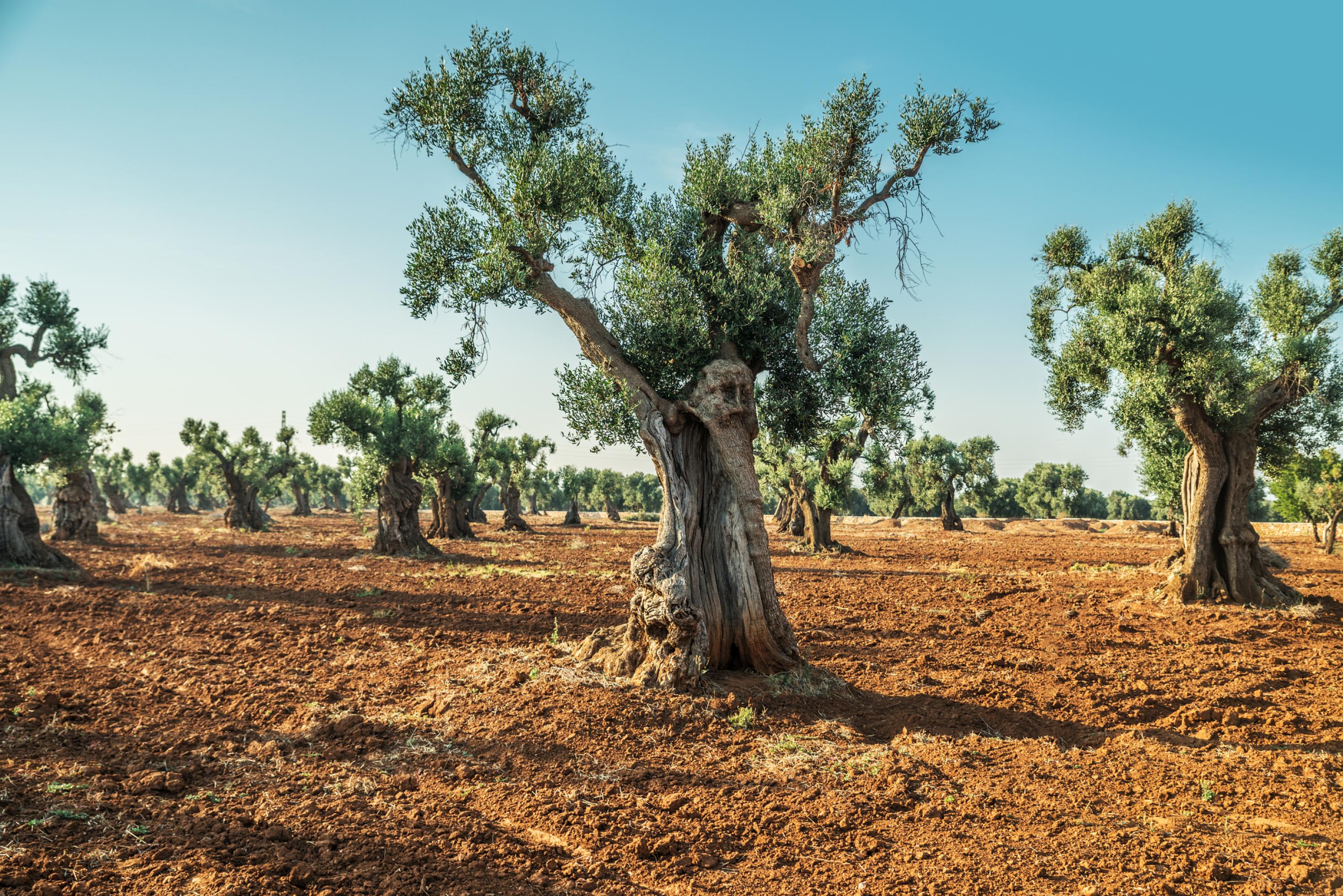 Korrige alte Olivenbäume in einem umgepflügten Feld.