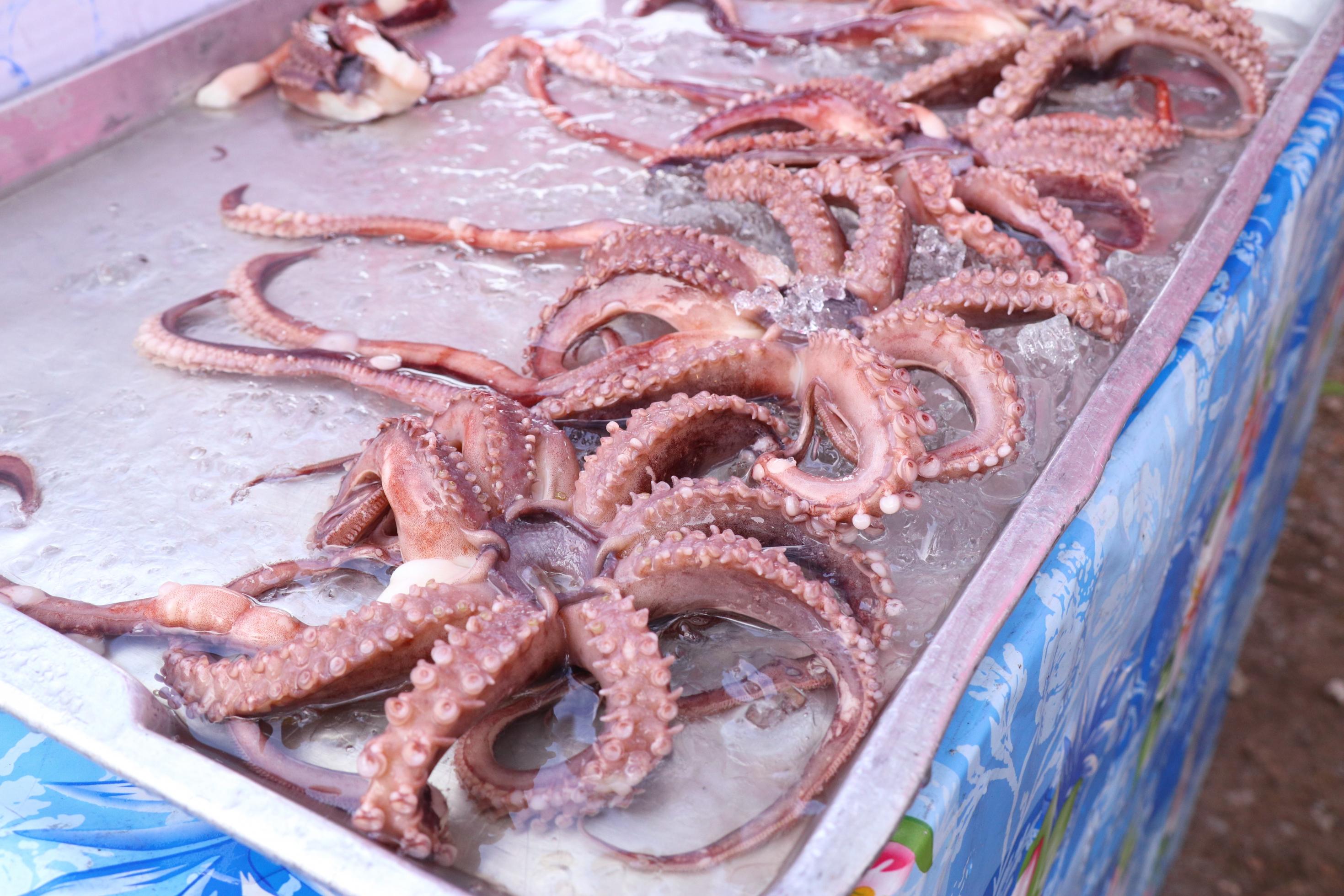 Foto zeigt Tintenfische auf dem Markt, vermeintlich frisch gefischt. Dabei kommen im klassischen Touristen-Restaurant am Mittelmeer die meisten „Calamari“ tiefgekühlt aus Fernost