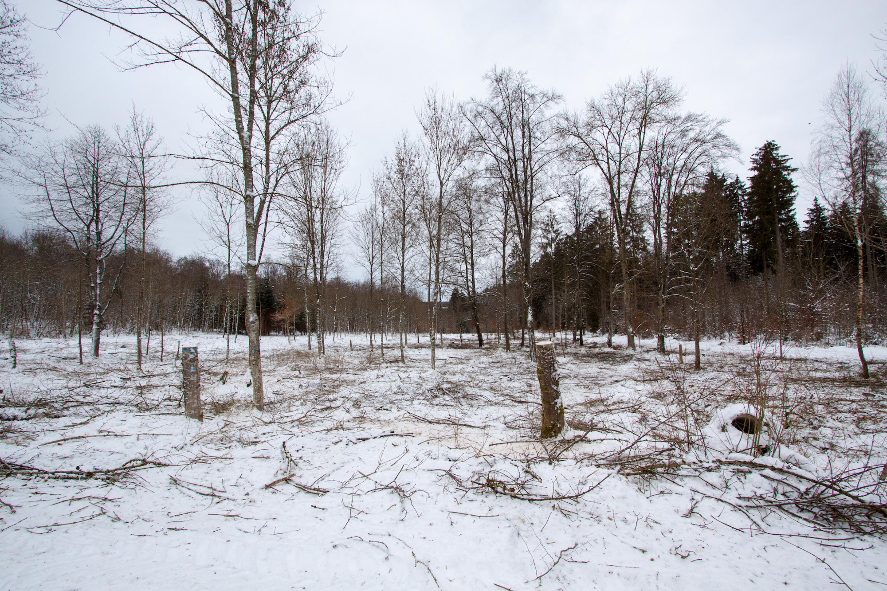 Eine Waldstück, aus dem die meisten Bäumen entnommen wurden.