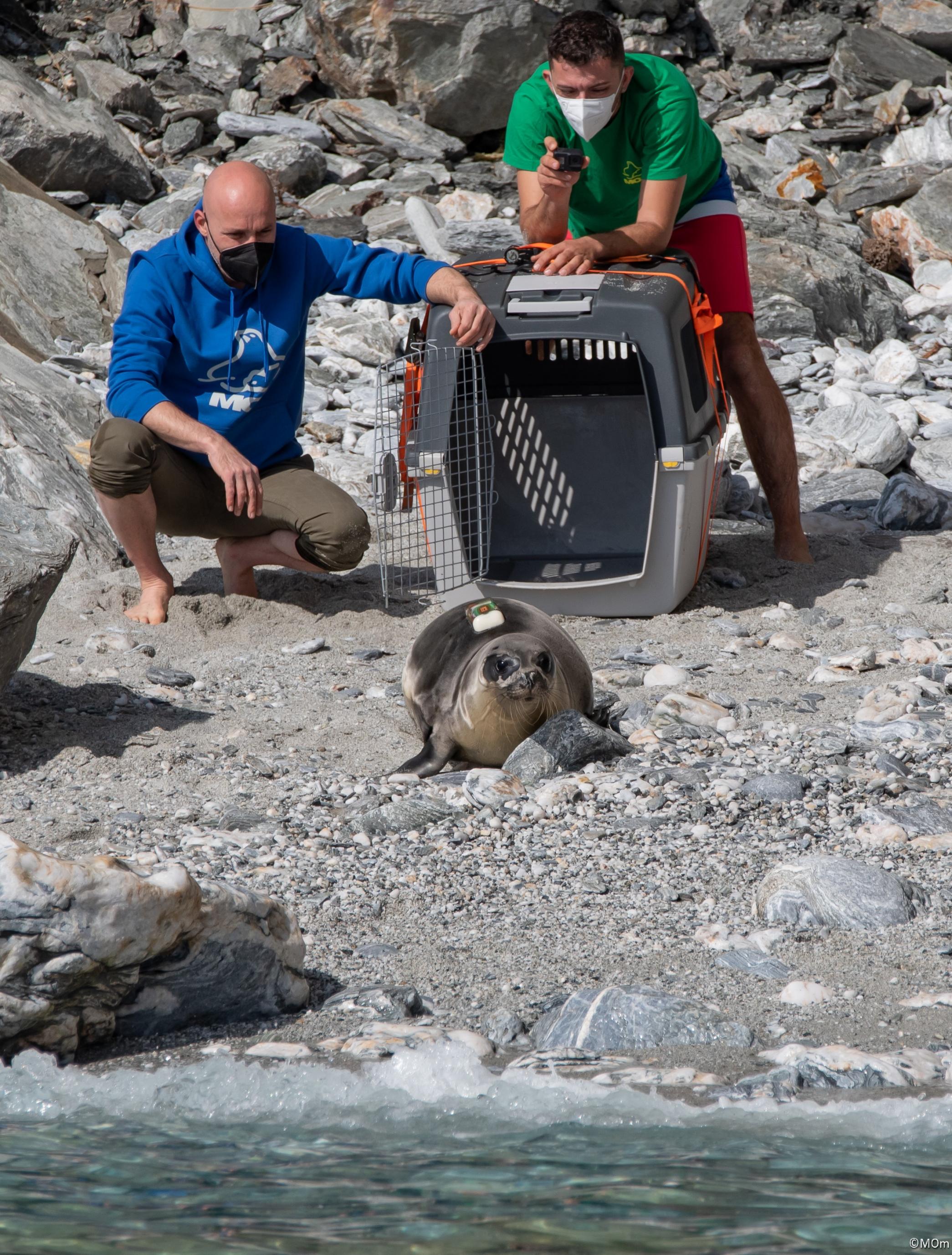 Eine kleinen Robbe hat einen Käfig verlassen und robbt am Strand in Richtung Meer. Im Hintergrund beobachten zwei Männer der Schutzorganisation Mom die Szene.