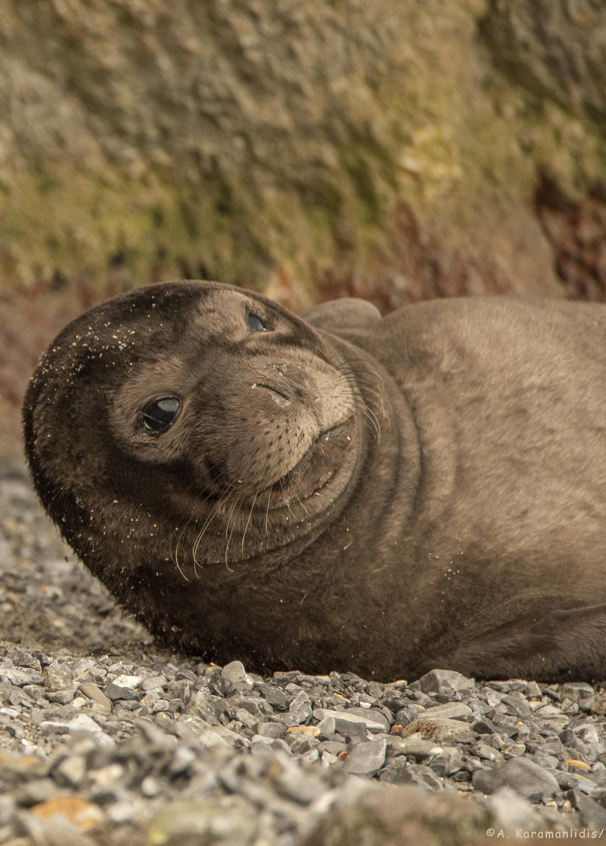 Eine bräunliche Robbe liegt auf der Seite am Strand und hat den Kopf hochgereckt.