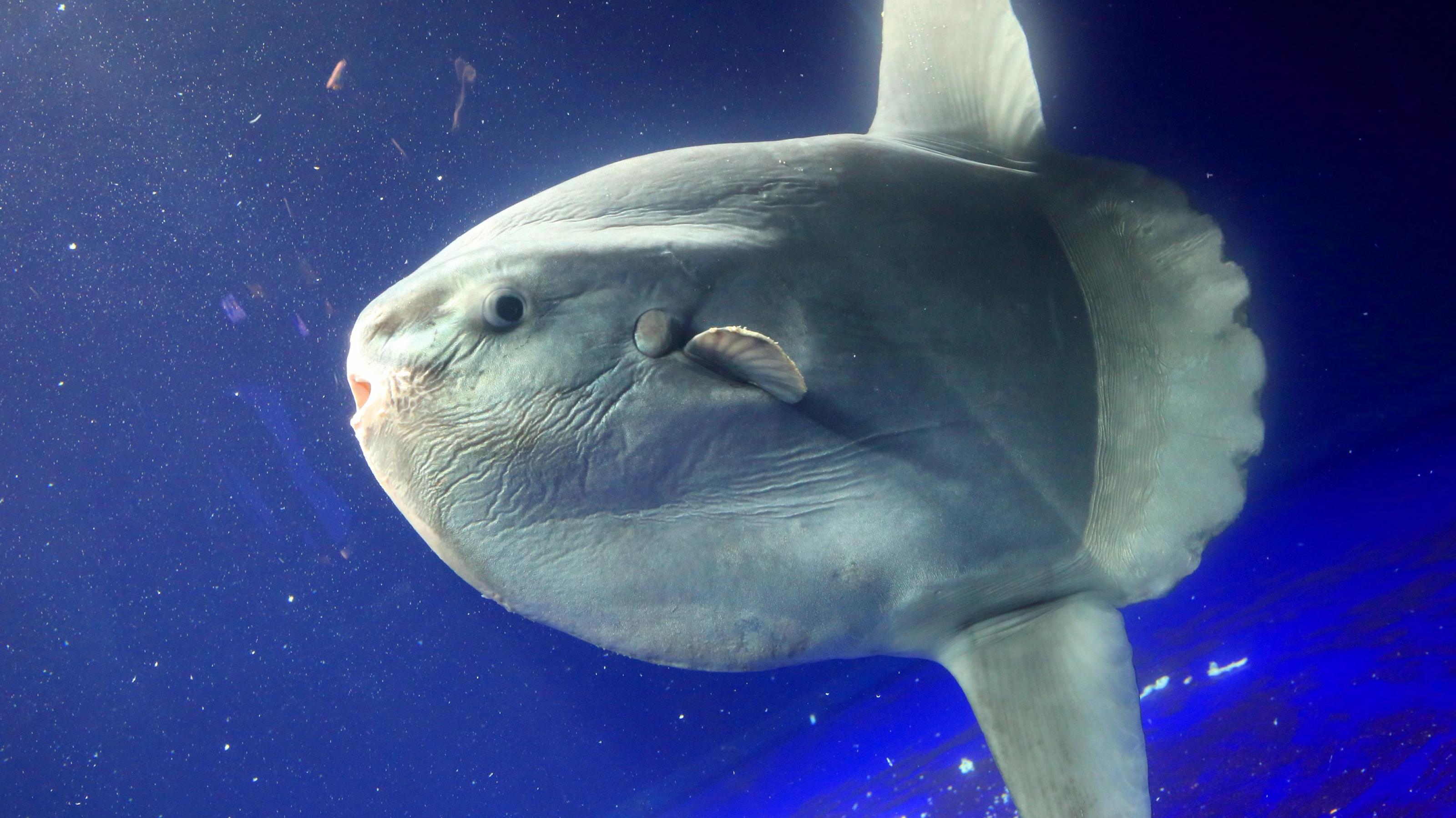Blass leuchtend wie ein Mond am Nachthimmel zieht der riesige scheibenförmige Mondfisch mit seinen kleinen Flossen vor dem tiefblauen Hintergrund des Meeres vorbei.