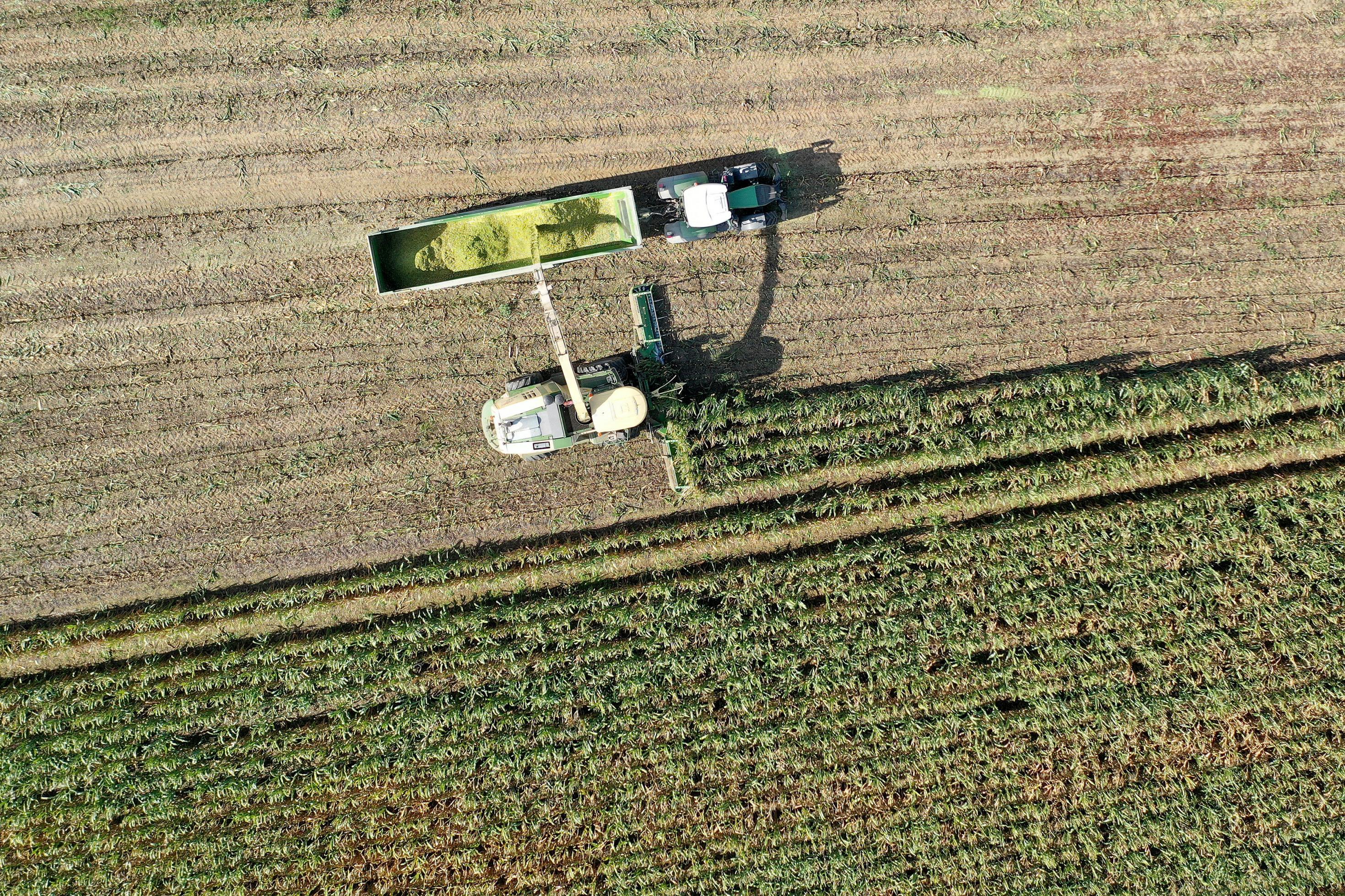 Vogelperspektive: Maisernte mit Maehdreschern, Traktoren und Transportanhaengern aus der Luft.