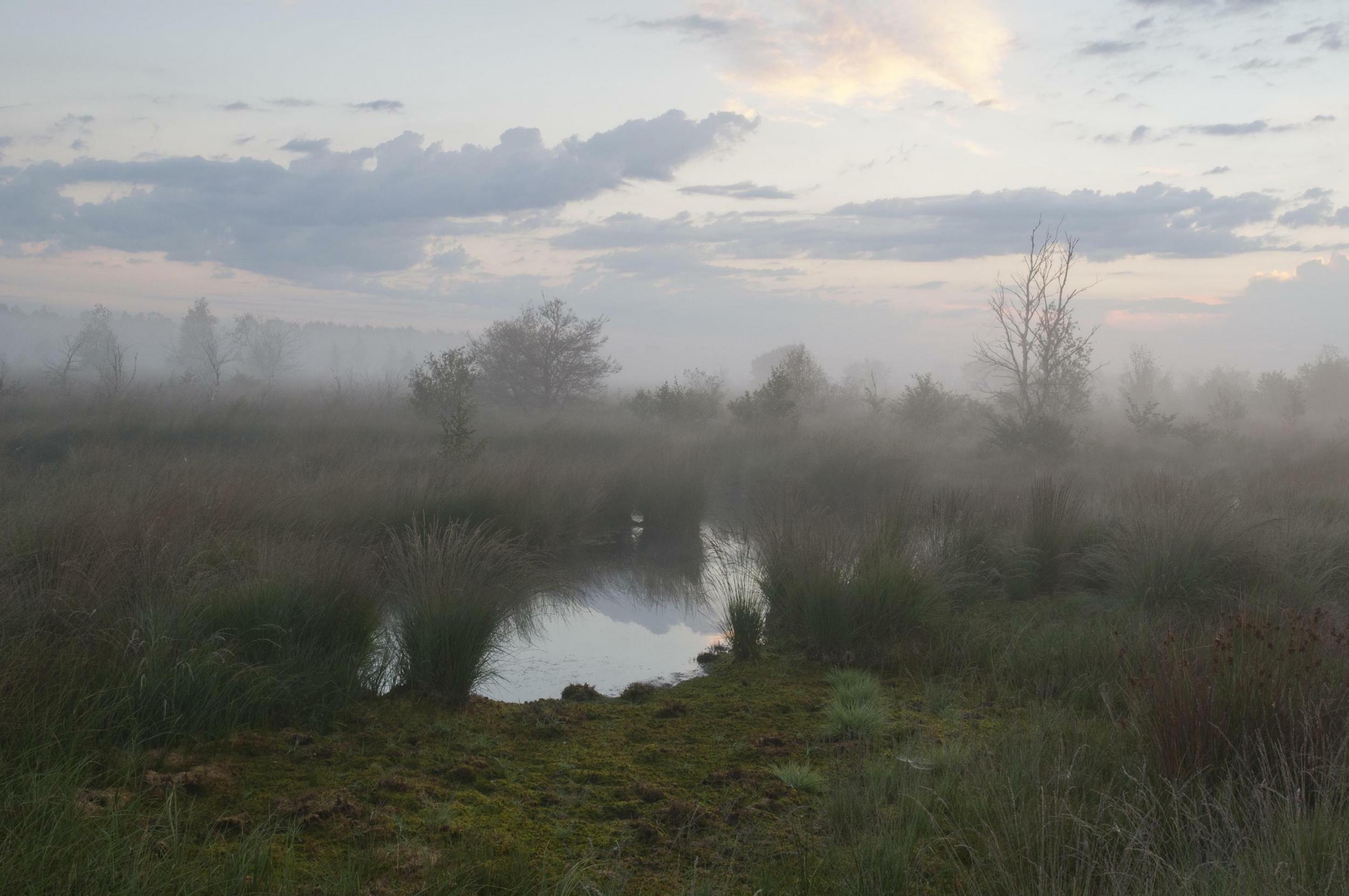 Ein Moortümpel in einer nebligen Landschaft