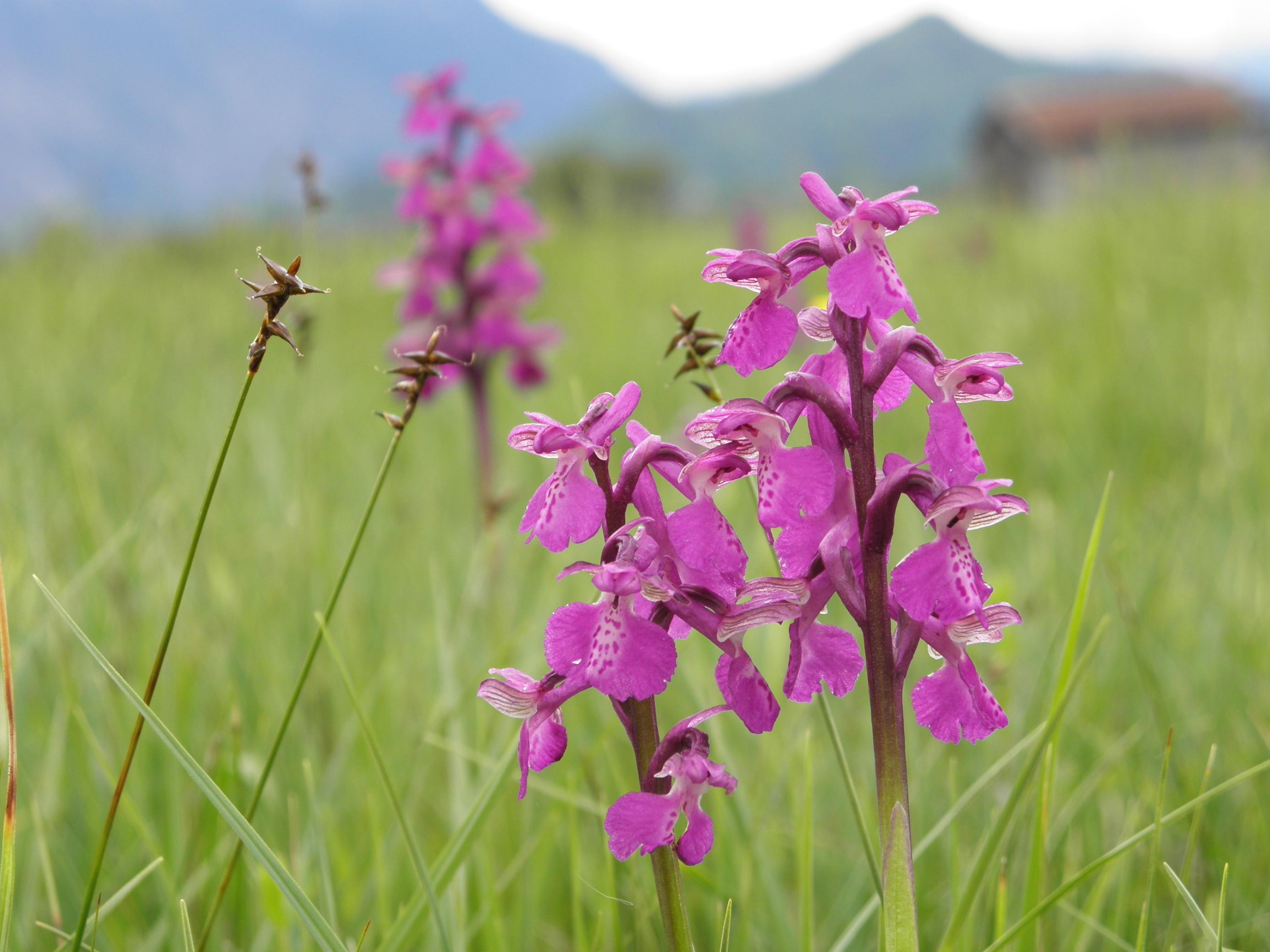 Purpurrote Schmetterlingsblüten in einer Wiese vor Bergen