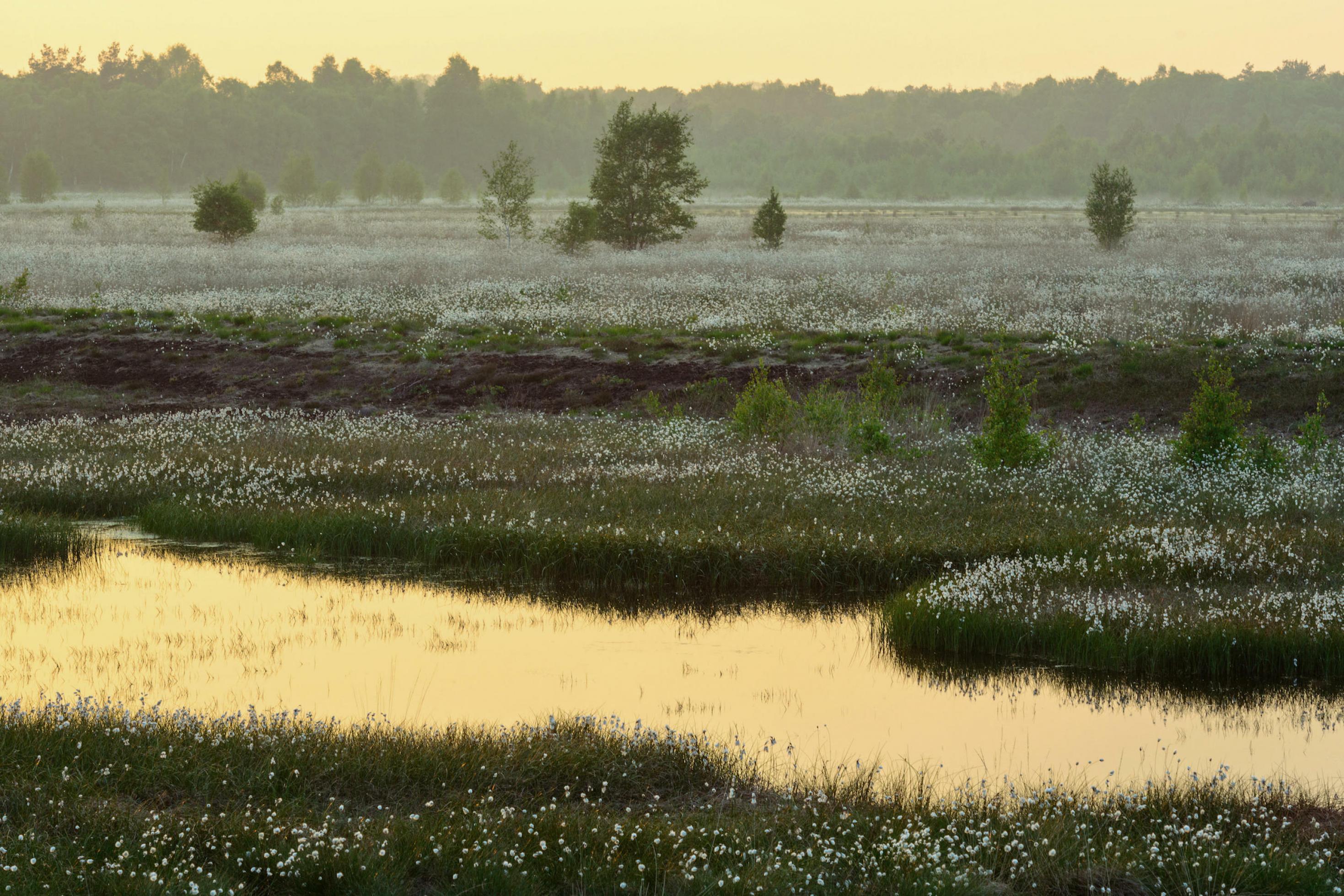 Moorlandschaft mit Wasserflächen und weißen Wollgrasbüscheln