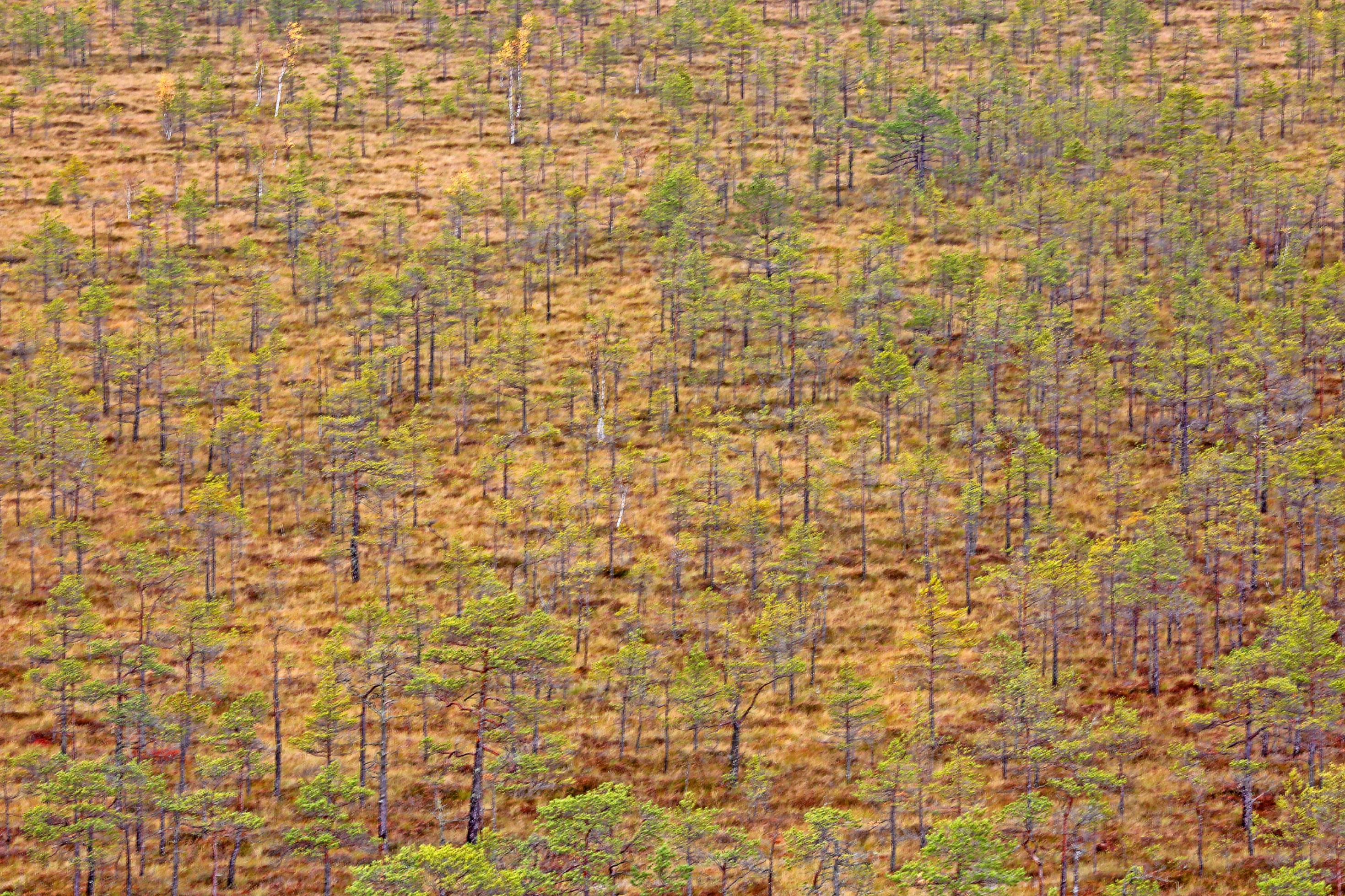 Ein Moor von oben fotografiert in abstrakter Langzeitbelichtung.