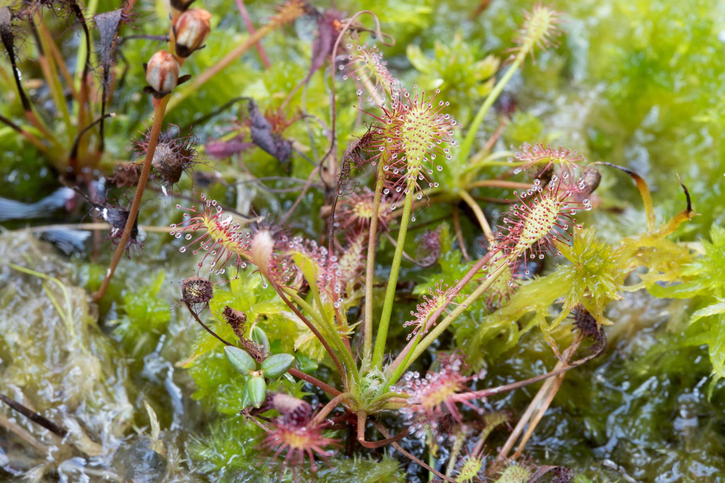 Mittlerer Sonnentau (Drosera intermedia) im Sphagnum-Moos