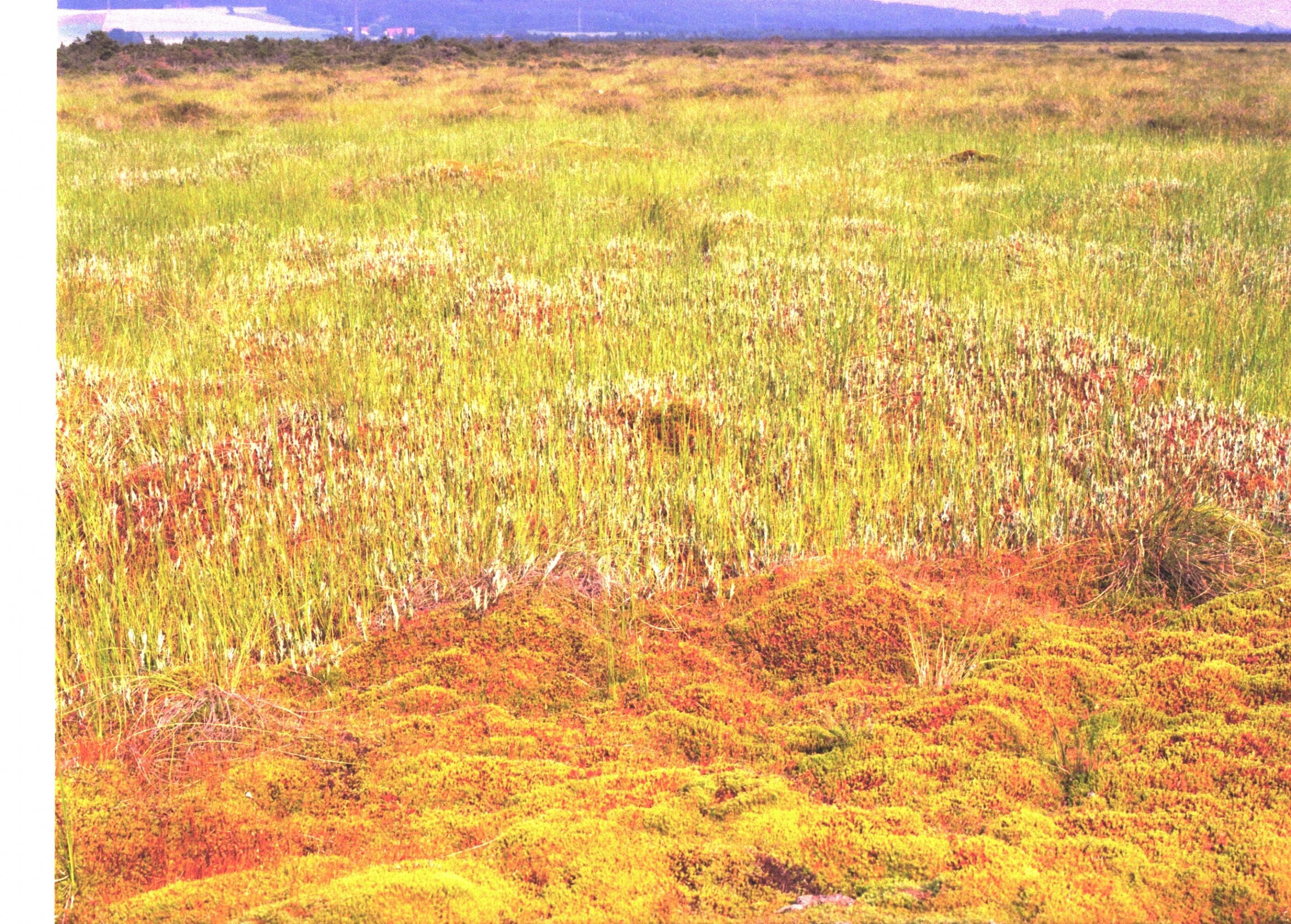 Flache Moorlandschaft. Im Vordergrund schwellende Torfmoospolster, im Hintergrund Moorbirkenwälder