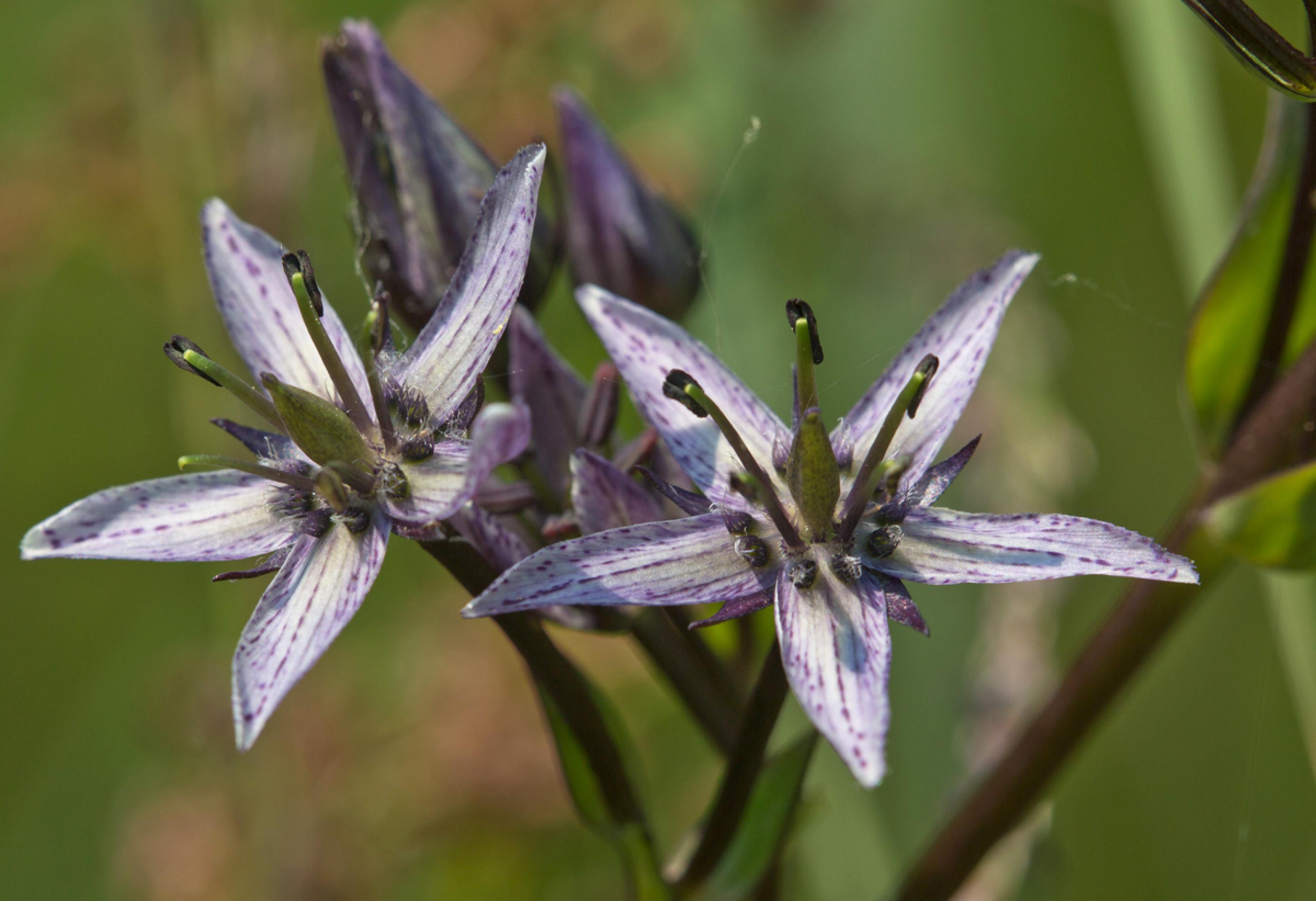 Zwei weißlilafarbene, sternförmige Blüten