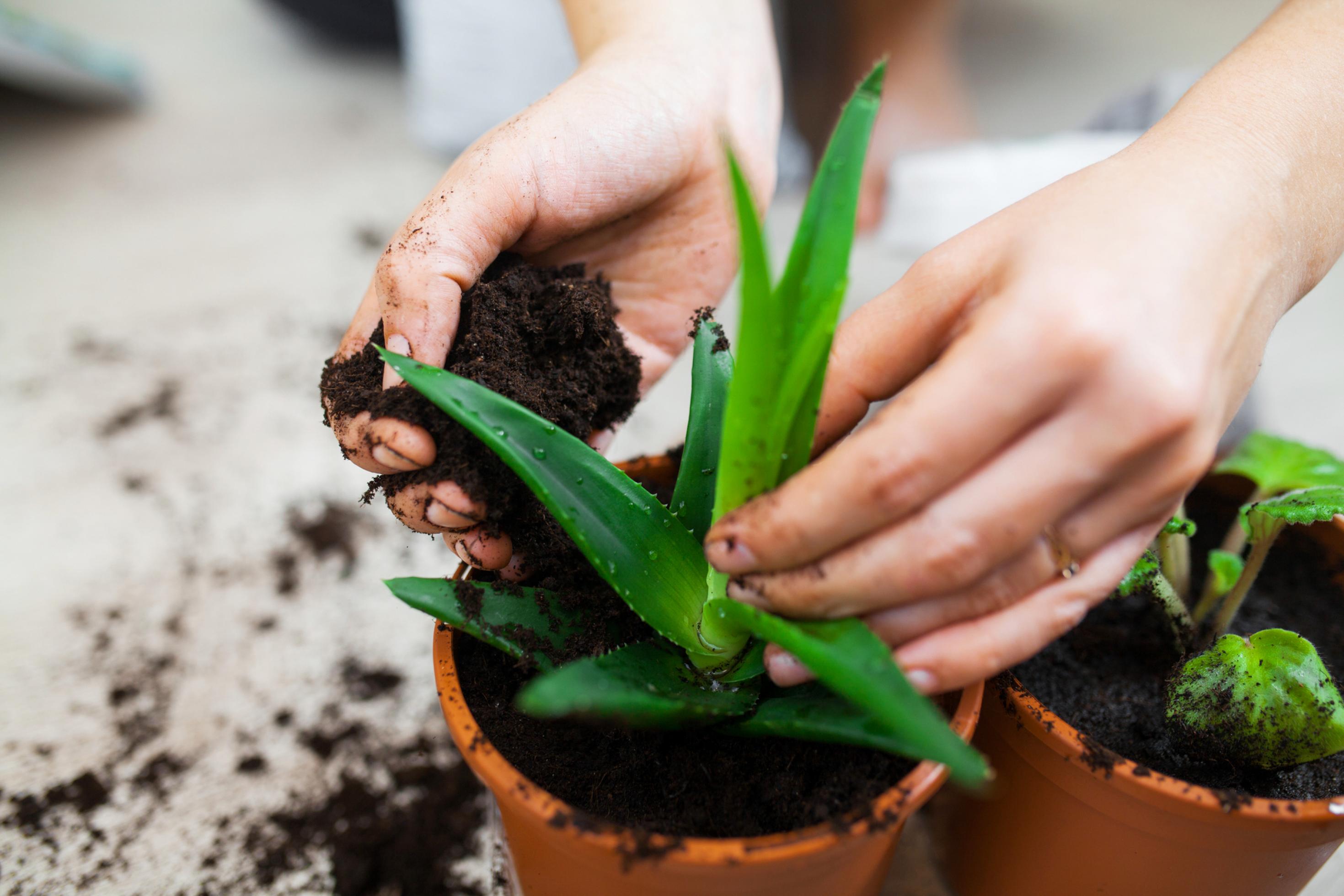 Frauenhände bei der Gartenarbeit, die Frau steckt eine Pflanze in einen Blumentopf.