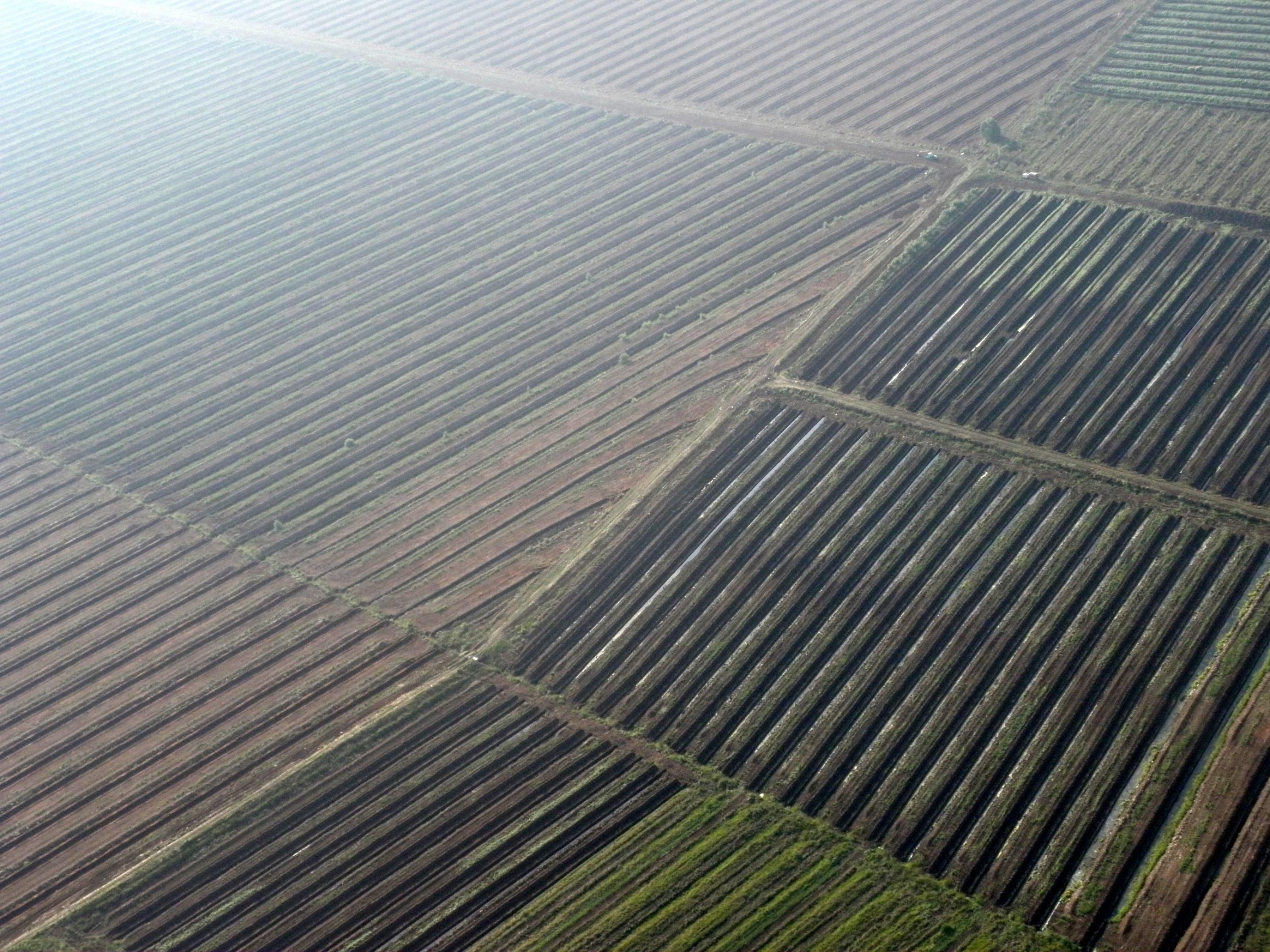 Luftaufnahme eines Torfabbaugebiets. Lange Reihen von abgebauten Soden liegen auf dem nackten braunen Boden