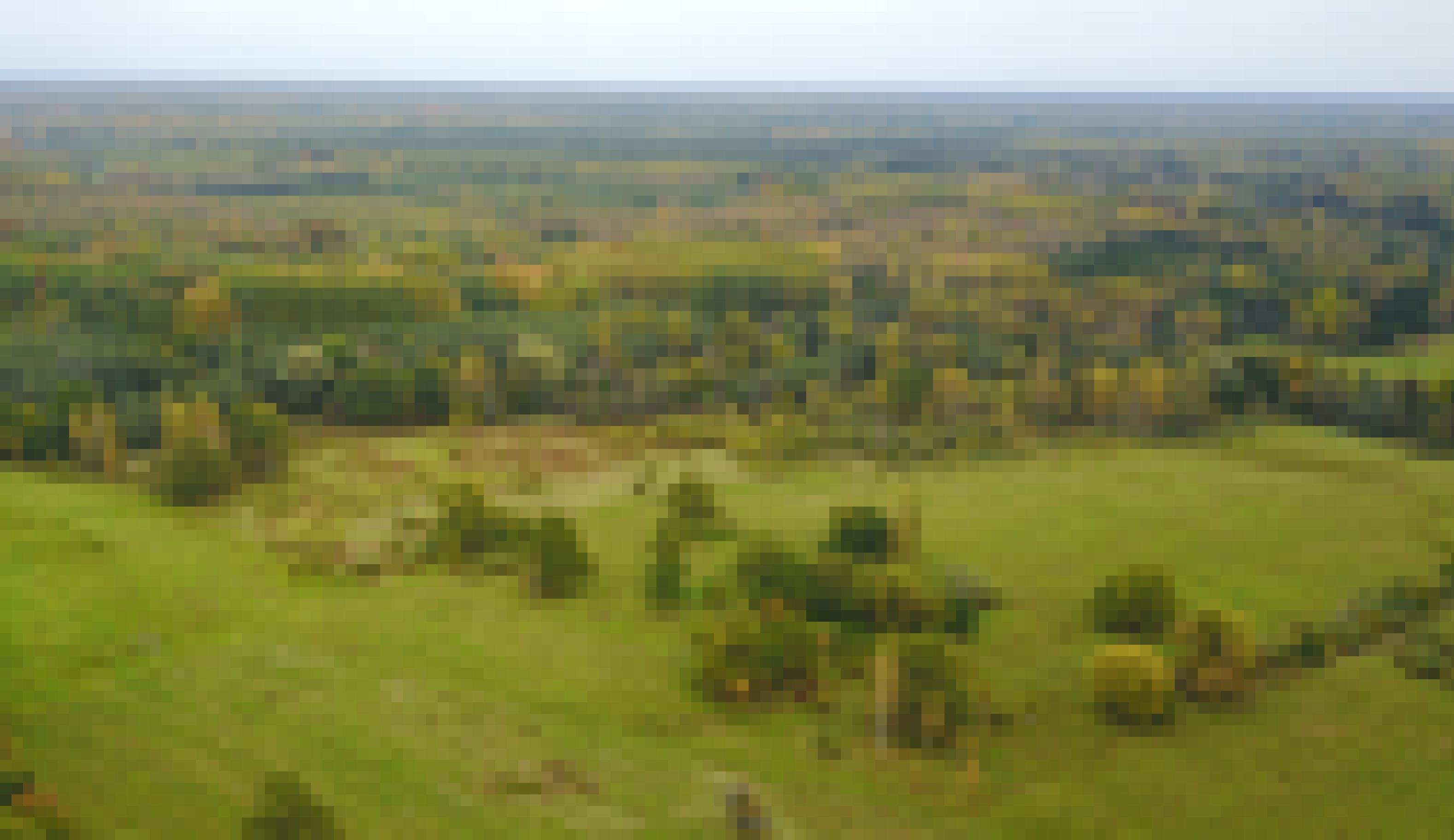 Eine Luftbildaufnahme eines Moores mit angrenzendem Wald