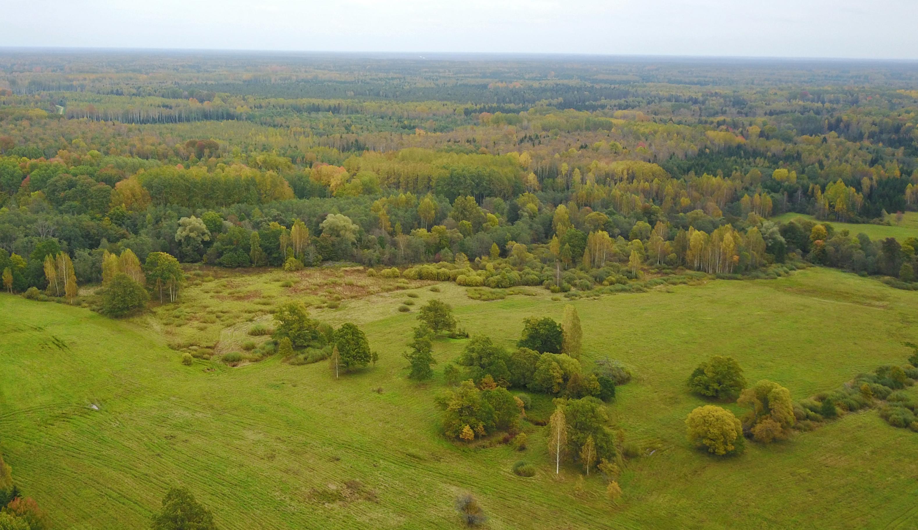 Eine Luftbildaufnahme eines Moores mit angrenzendem Wald