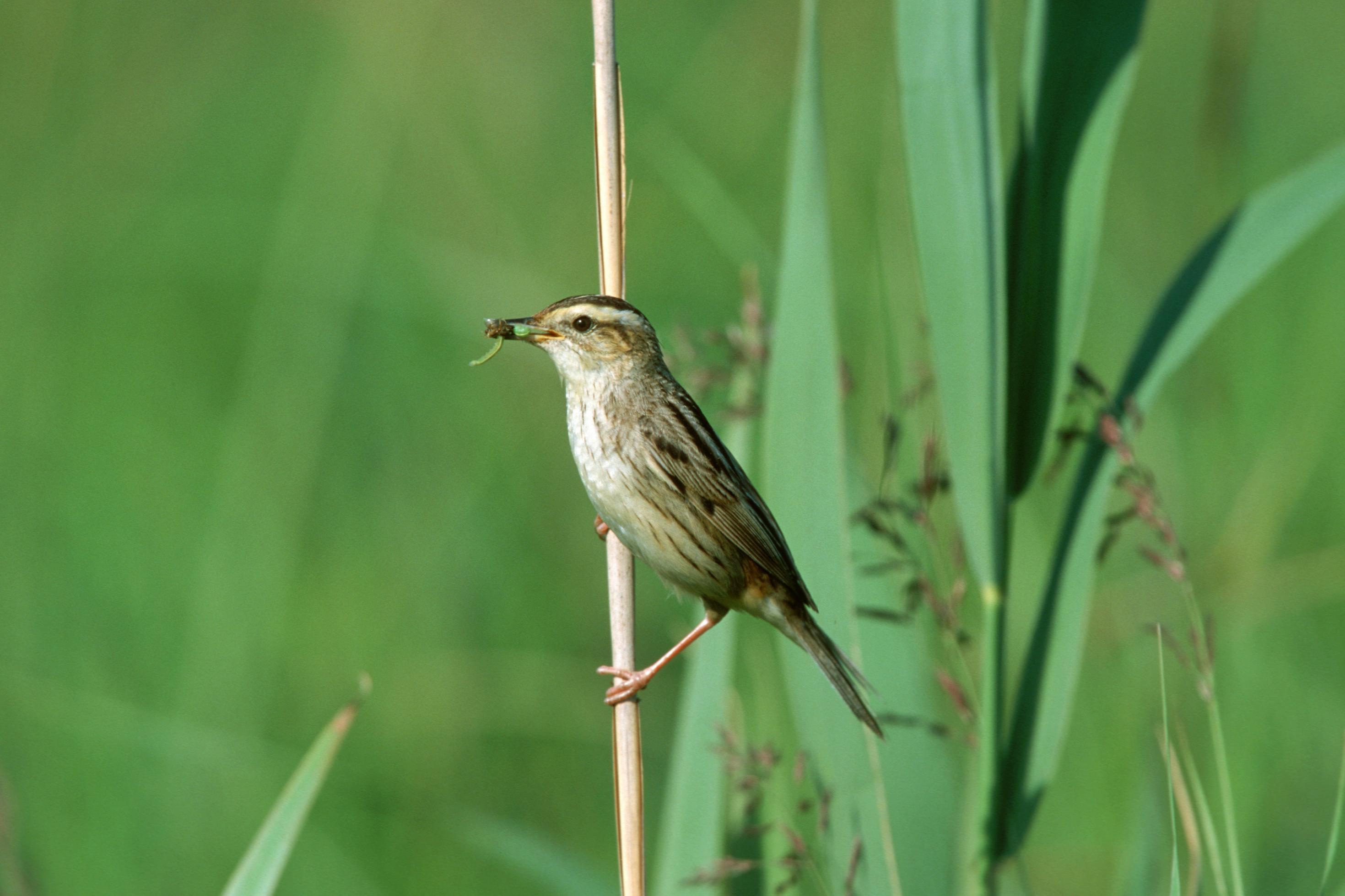 Ein Seggenrohrsänger, ein kleiner bräunlicher Singvogel mit einer hellen Brust, einem hellen Streifen über dem Auge und dunklen Streifen am Rücken, sitzt an einem Schilfhalm und hat eine Raupe im Schnabel.