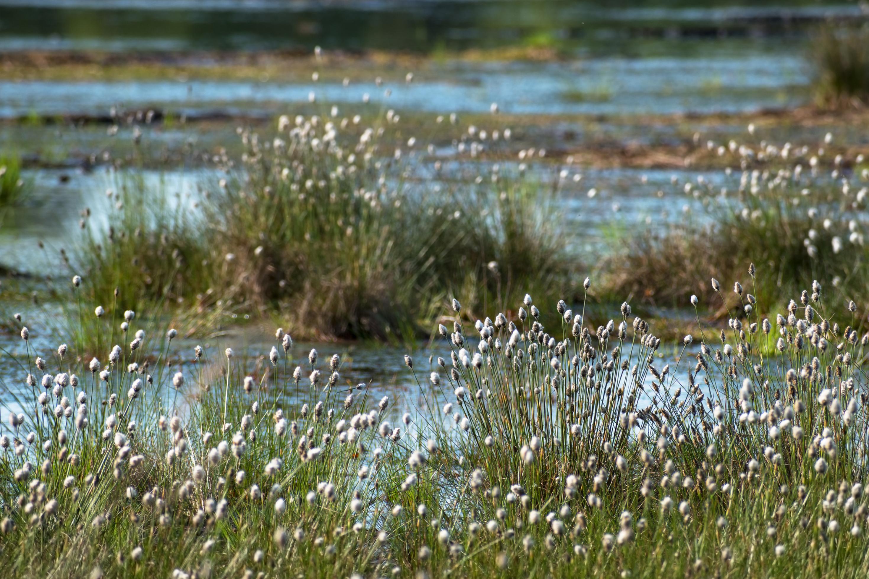 Das Bild zeigt die weißen, flauschigen Blütenstände des Wollgras am Rand von Moortümpeln.