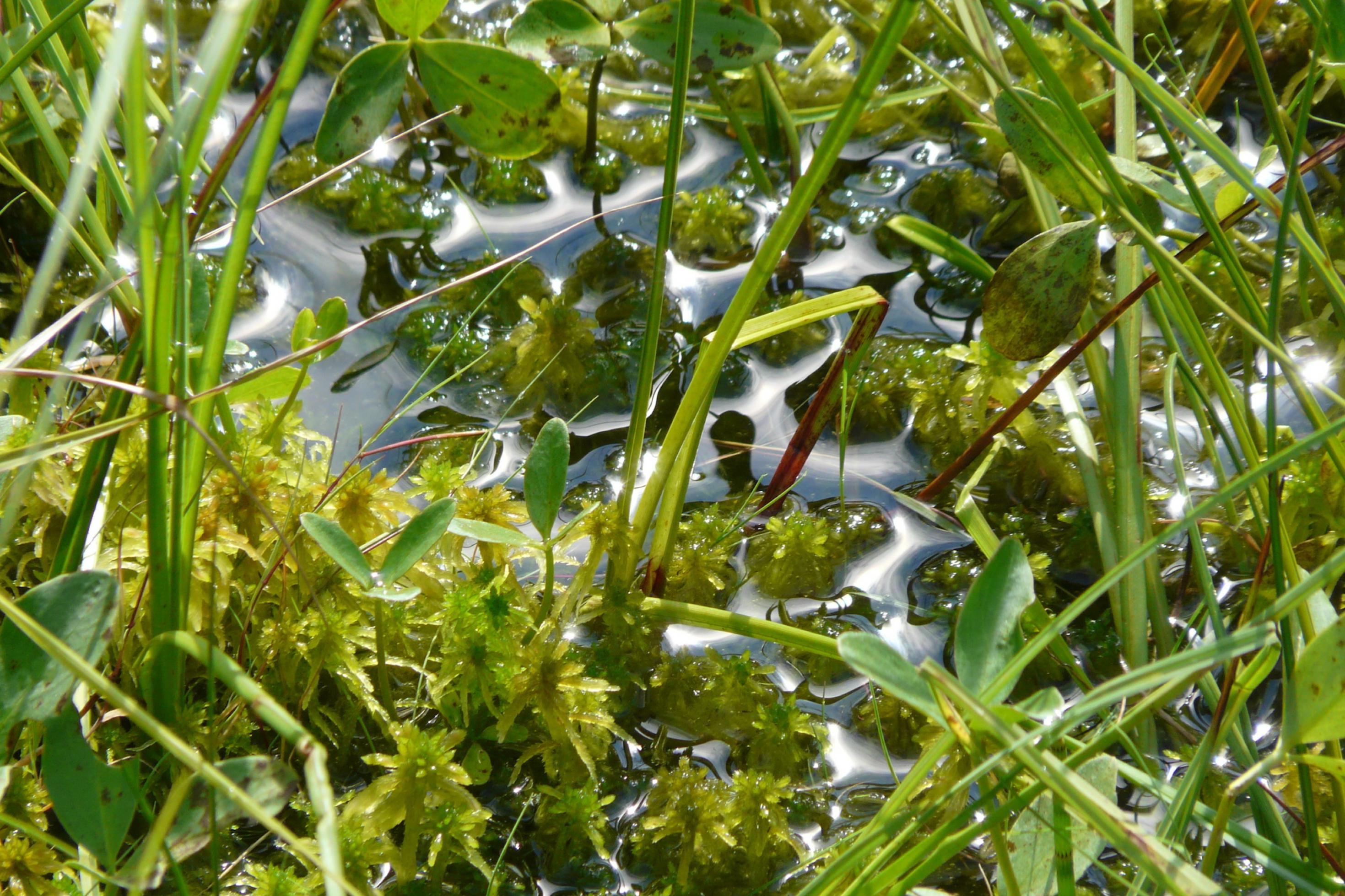 Nahaufnahme von Moorpflanzen. Sie ragen aus dem Wasser.