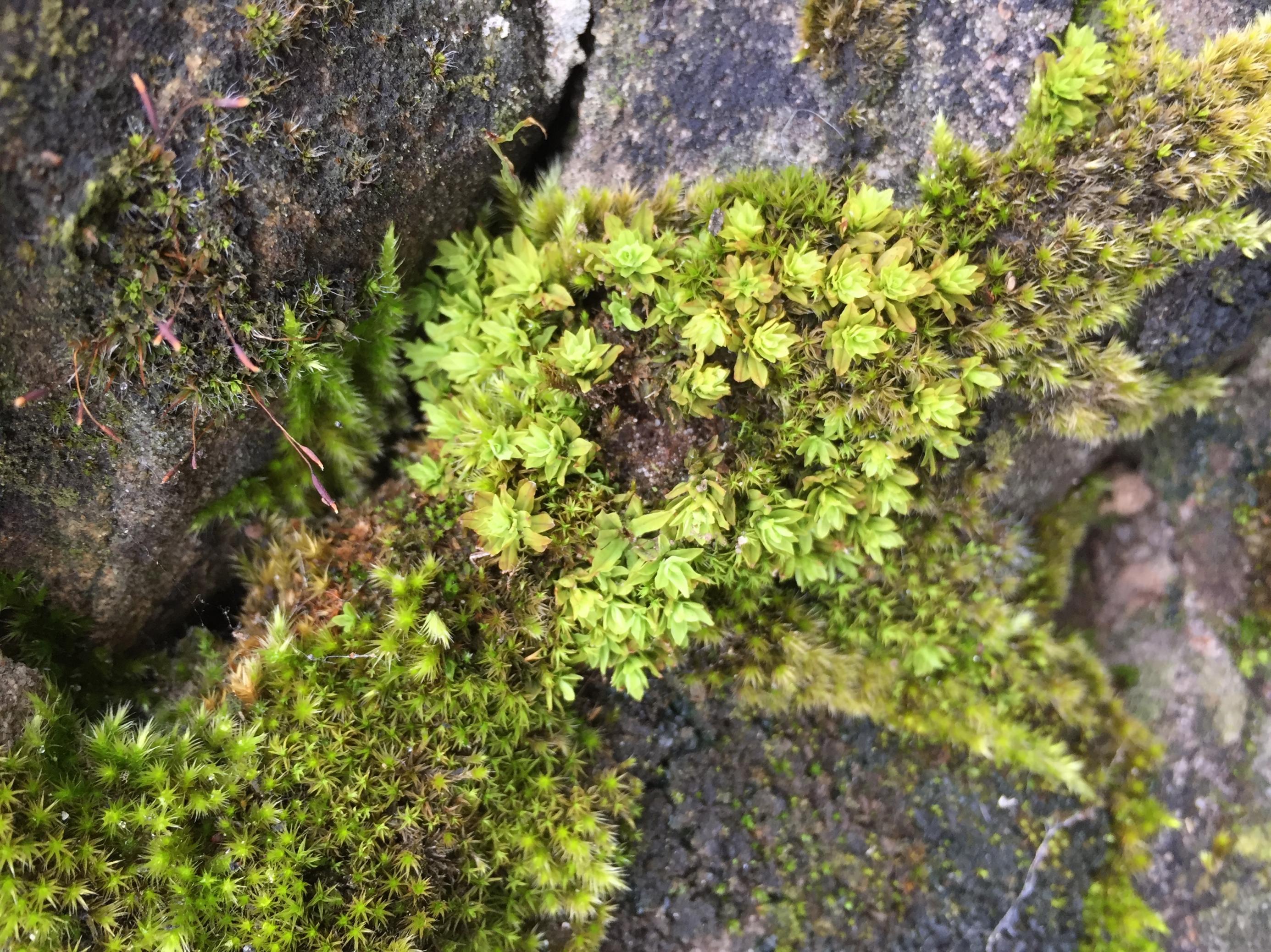 Kleine hellgrüne Blattrosetten, kaum zwei Millimeter hoch, wachsen aus einer Felsritze.