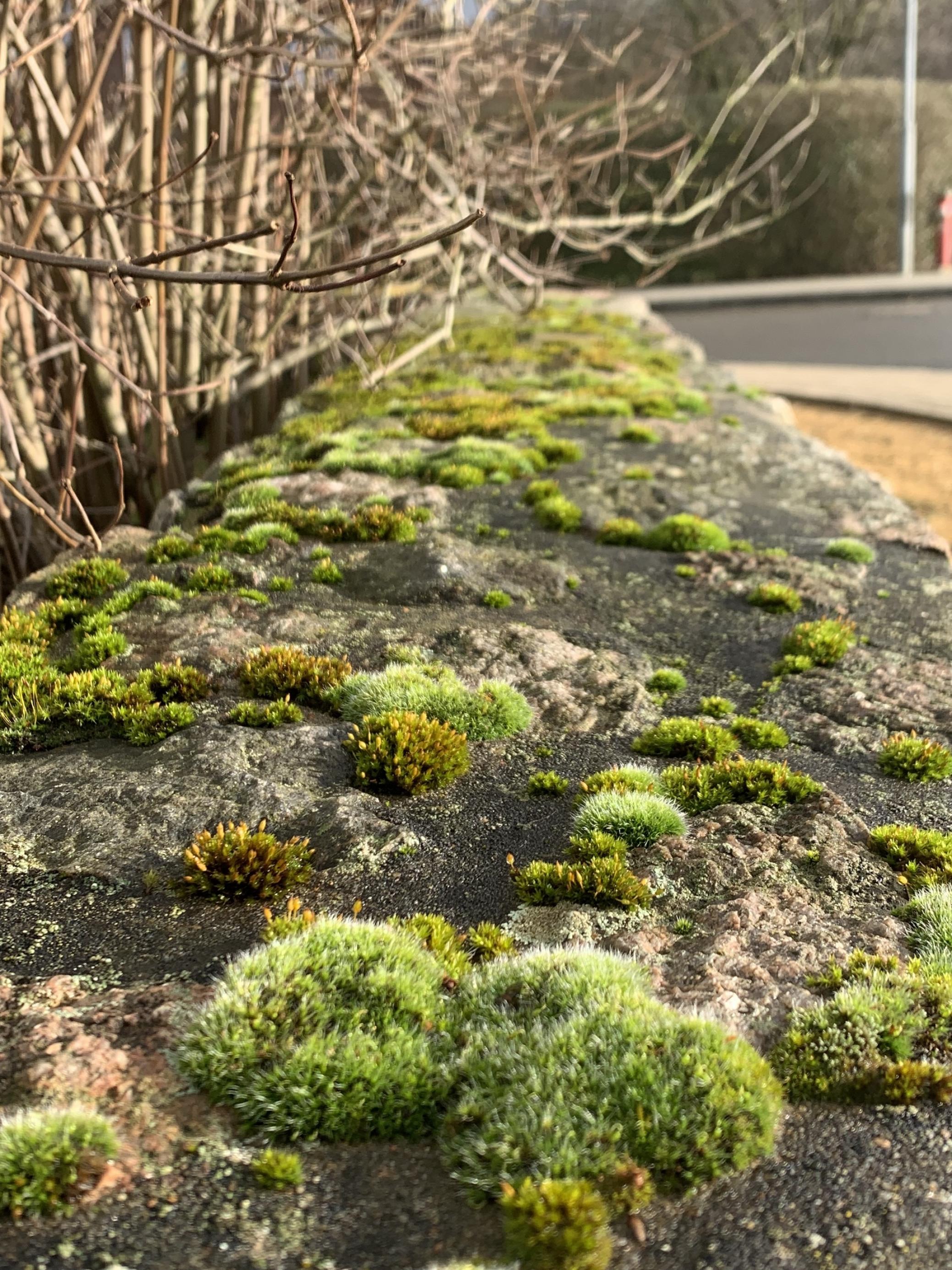 Krone einer Gartenmauer, mit verschiedenfarbigen Moospolstern bedeckt.