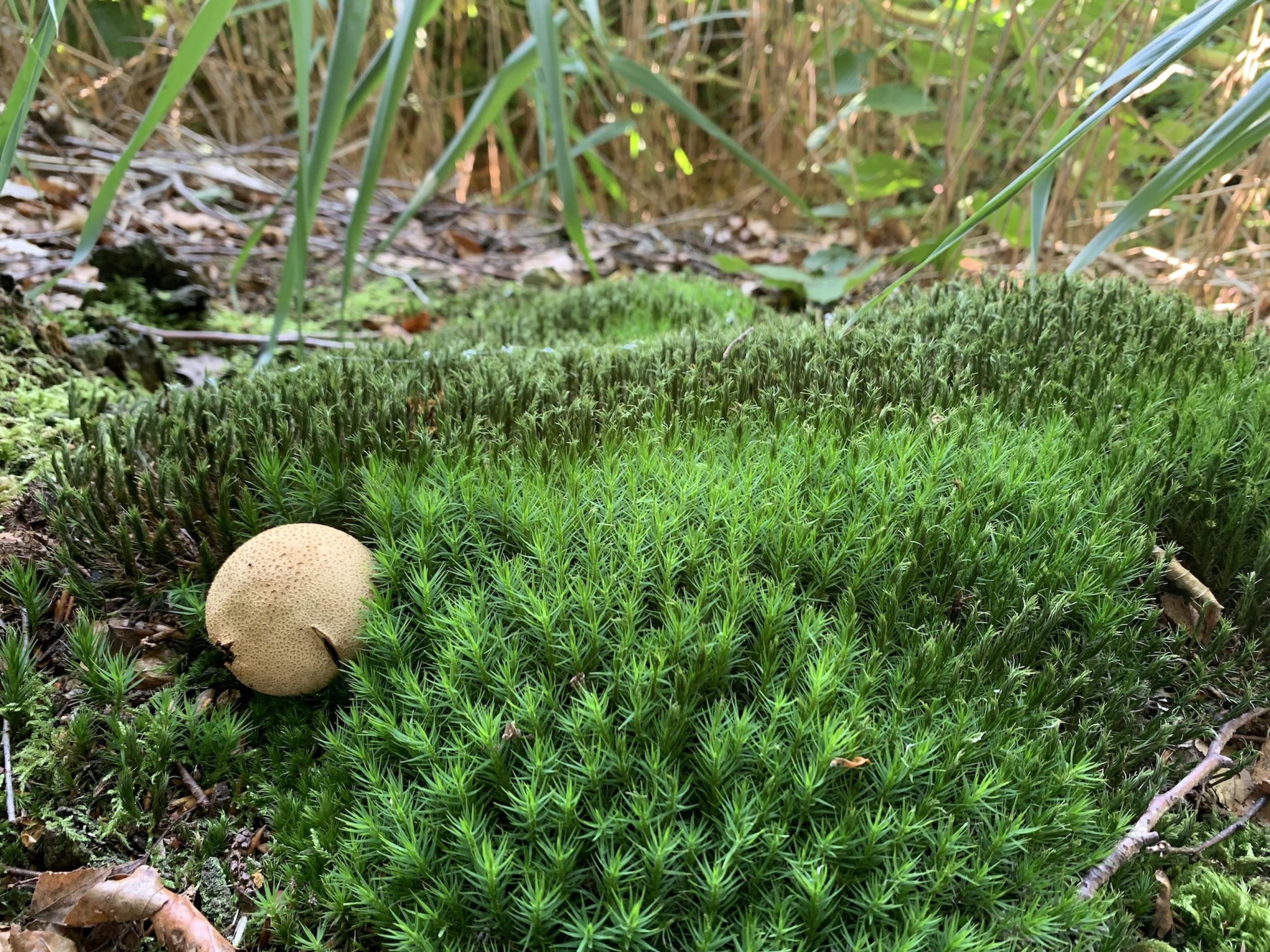 Ein Stück Moosteppich auf dem Waldboden, an seinem Rand ein tischtennisballgroßer Bovist (Pilz)