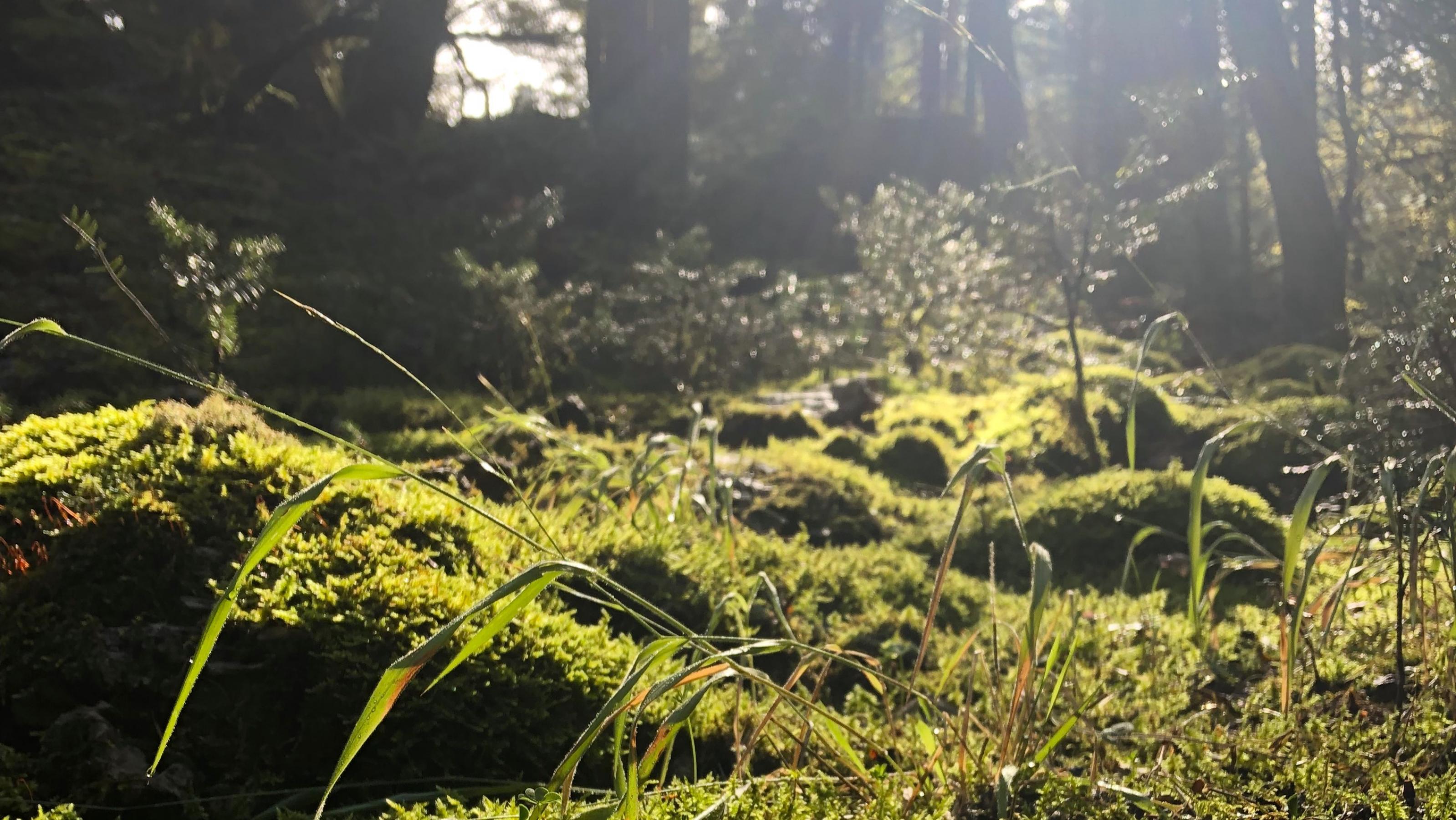 Im Vordergrund das satte Grün von mit üppigem Moos überwucherten Steinen, im Hintergrund etwas unscharf die Baumstämme des Waldes.