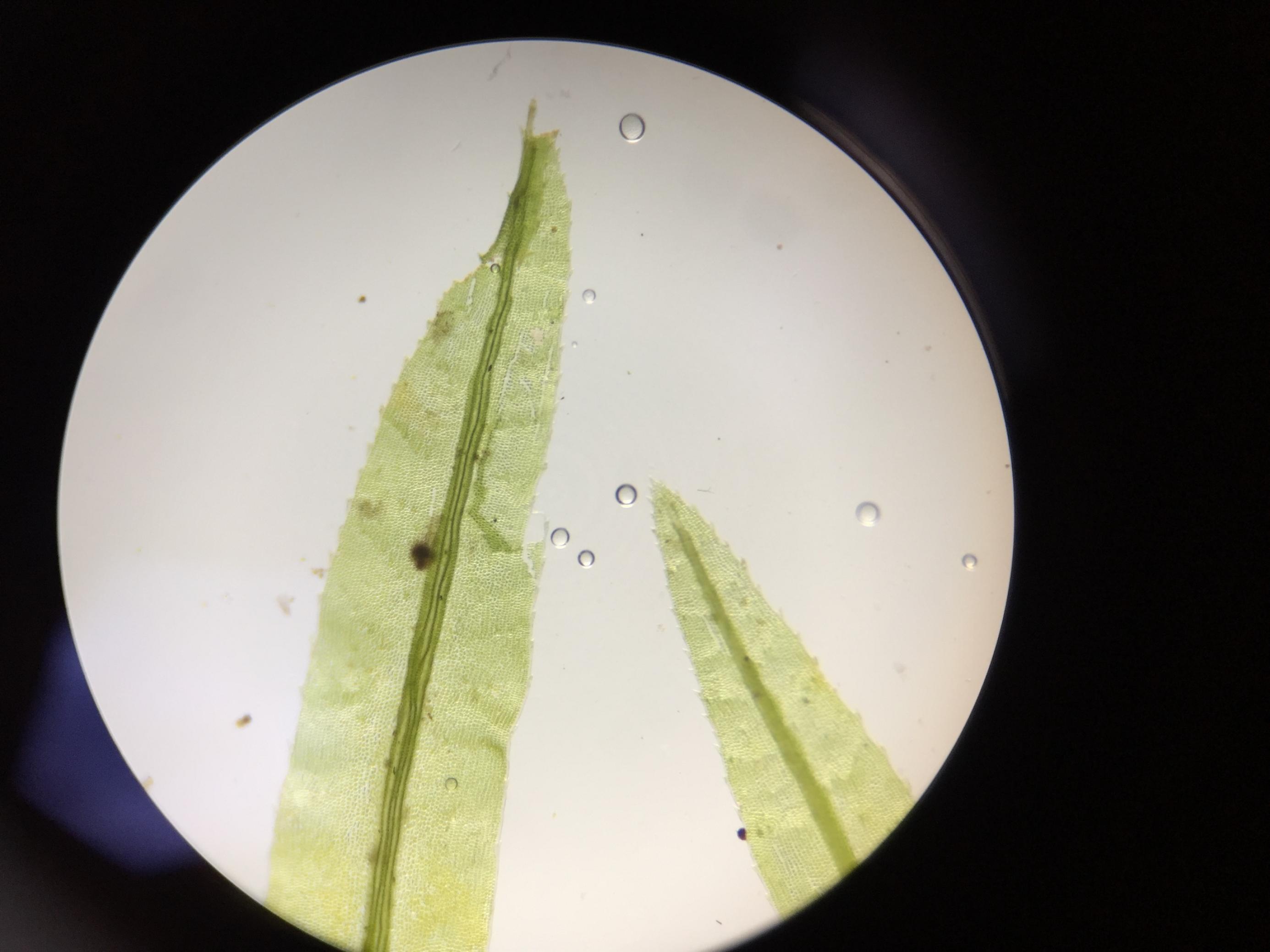 Zwei lanzettförmige Moosblättchen mit feinen Zähnen, aufgenommen durch die Linse eines Binokulars