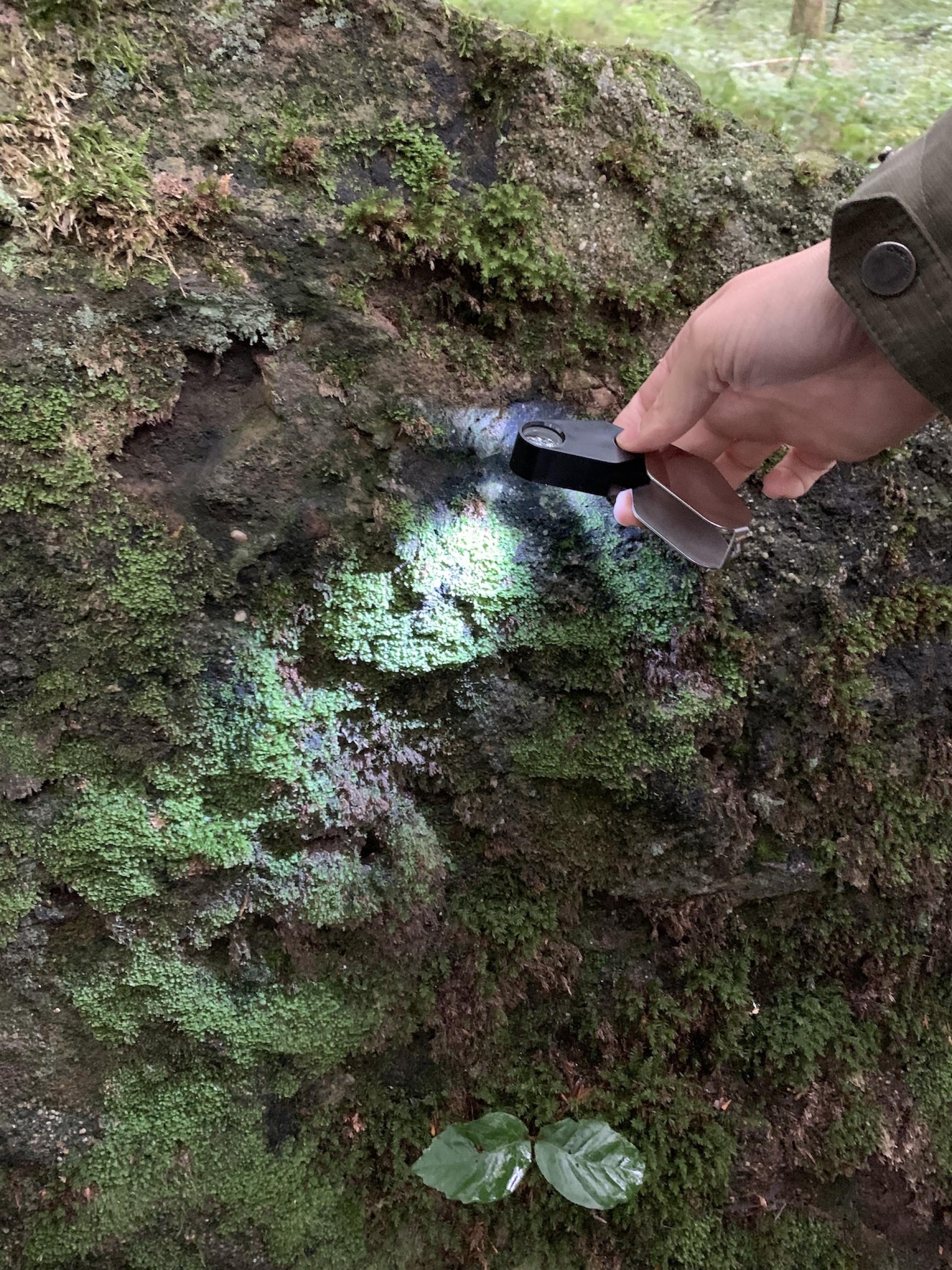 Lichtkegel einer Lupe fällt auf den Moosbewuchs eines Felsens im Wald.