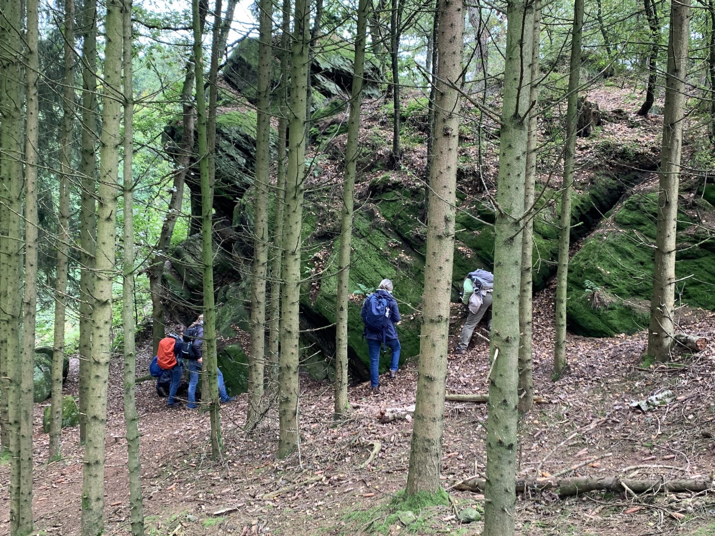 Felsen in einem Wald, teilweise durch Baumstämme verdeckt. Vor den Felsen eine Gruppe von Moos-Beobachterïnnen
