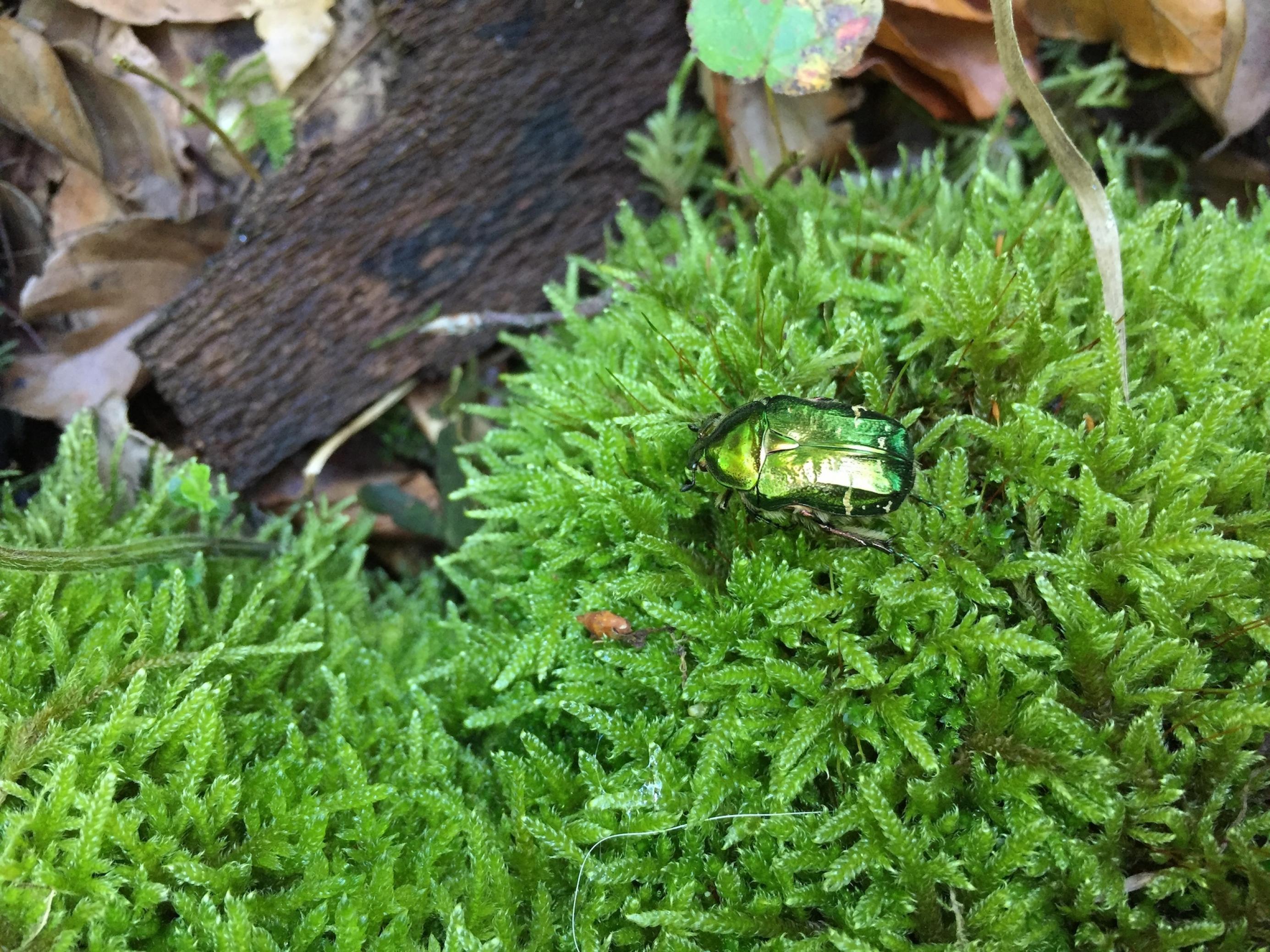 Rosenkäfer, grün schillernd, auf hellgrünem Moospolster