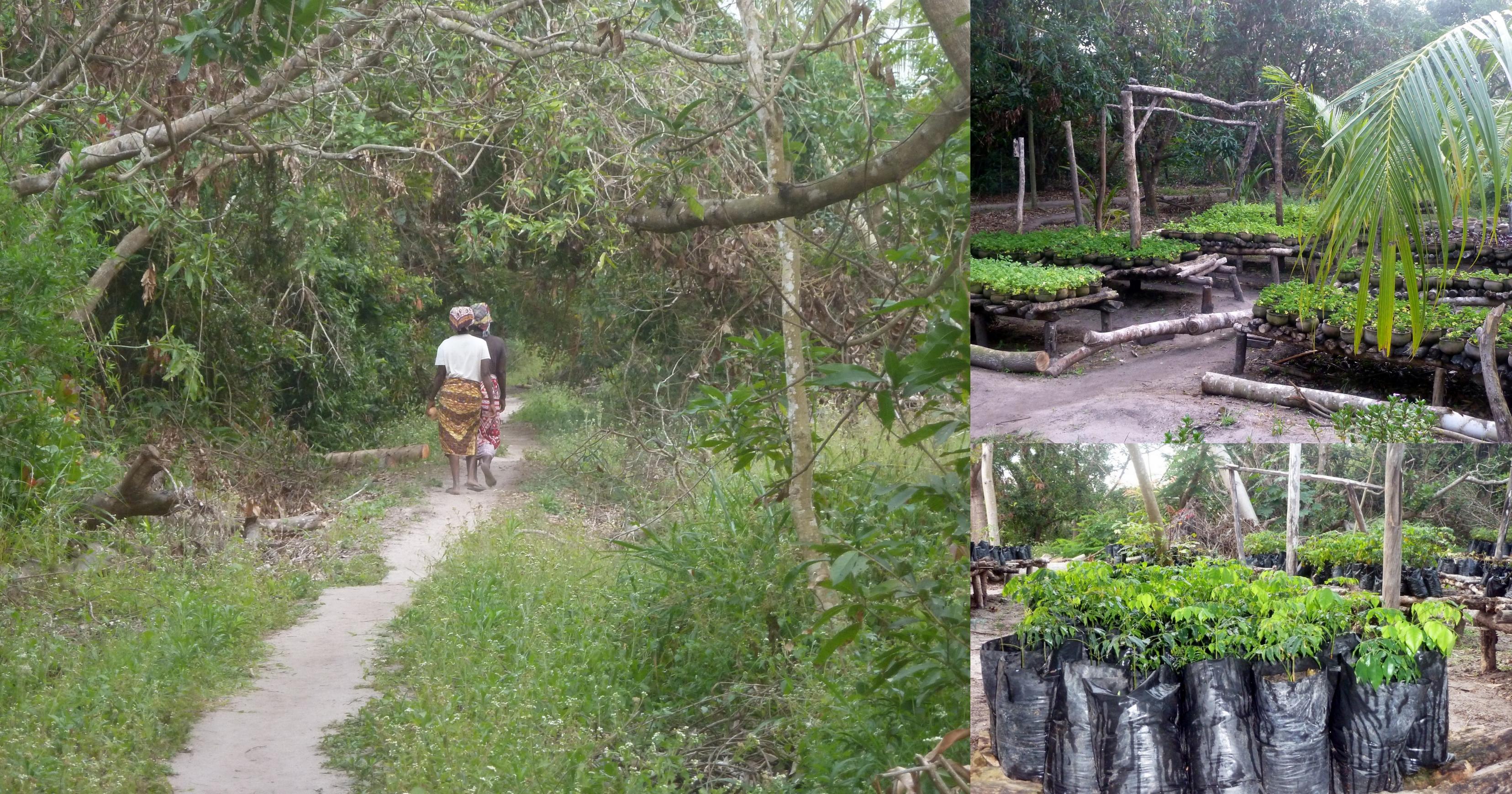 Mehrere Bilder aus Mezimbite – zwei Frauen, die einen Weg durch den Wald gehen und Eindrücke aus der Baumschule.