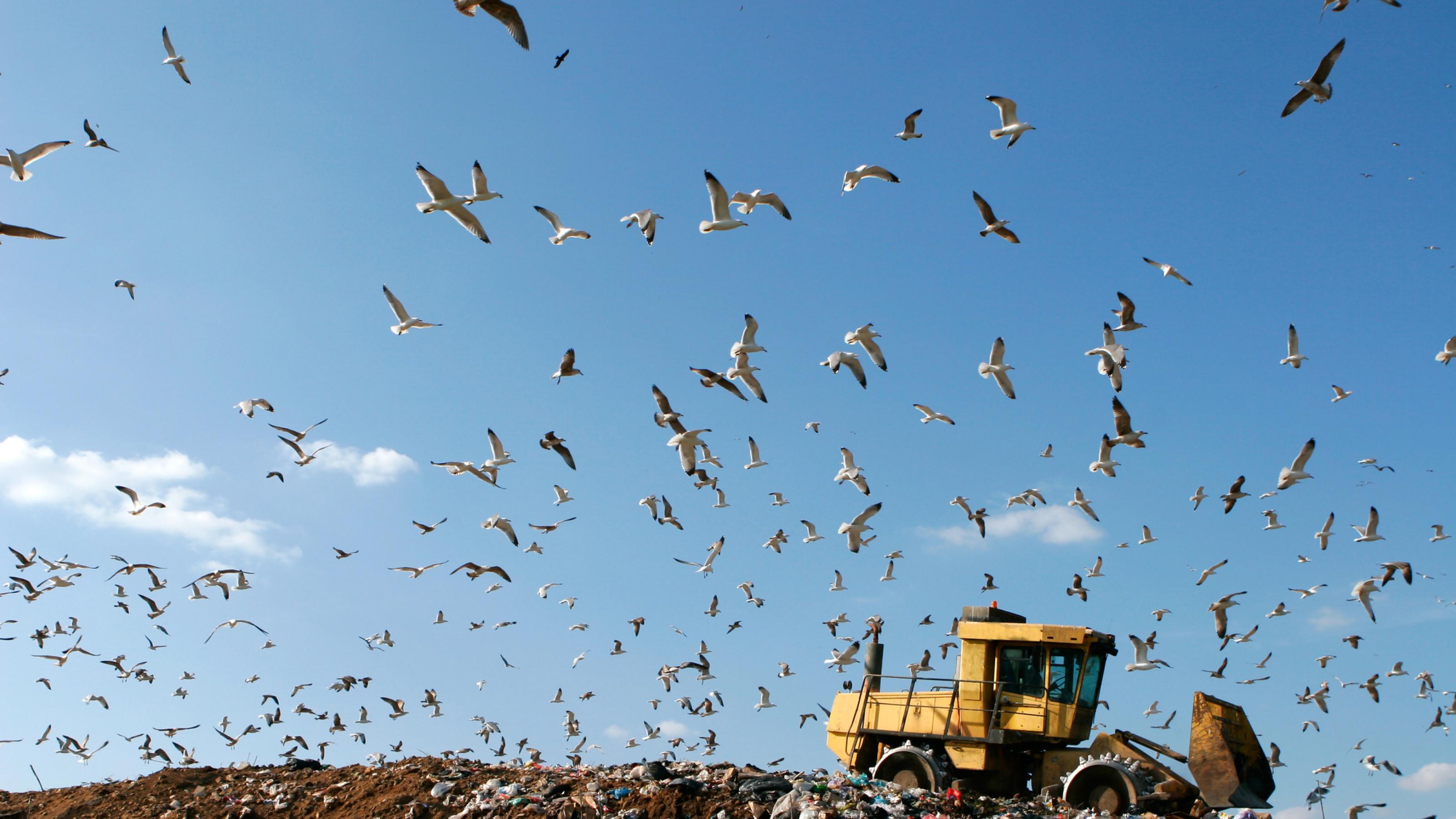 Möwen fliegen über einer Müllkippe, auf der ein Bulldozer steht.