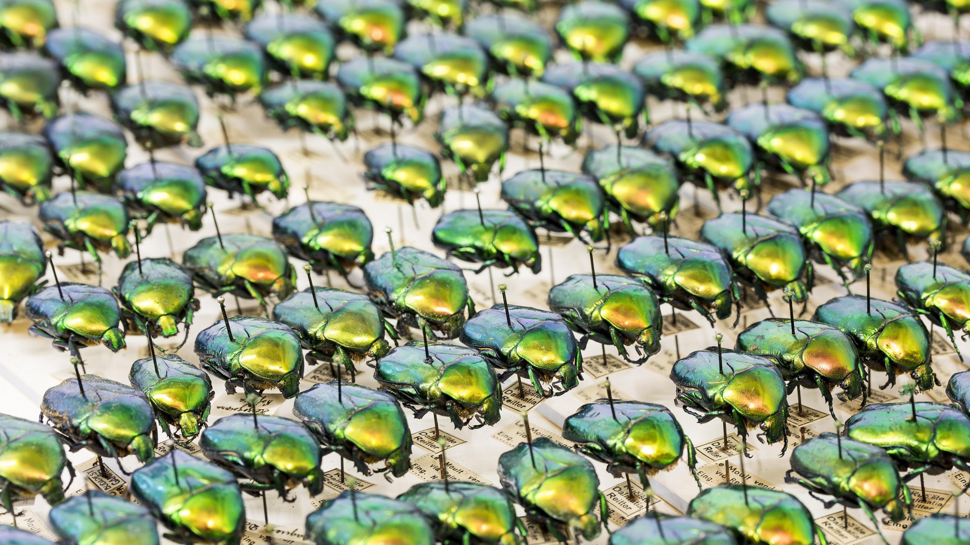 Eine Sammlung von Käfern aus dem Museum für Natur in Hamburg