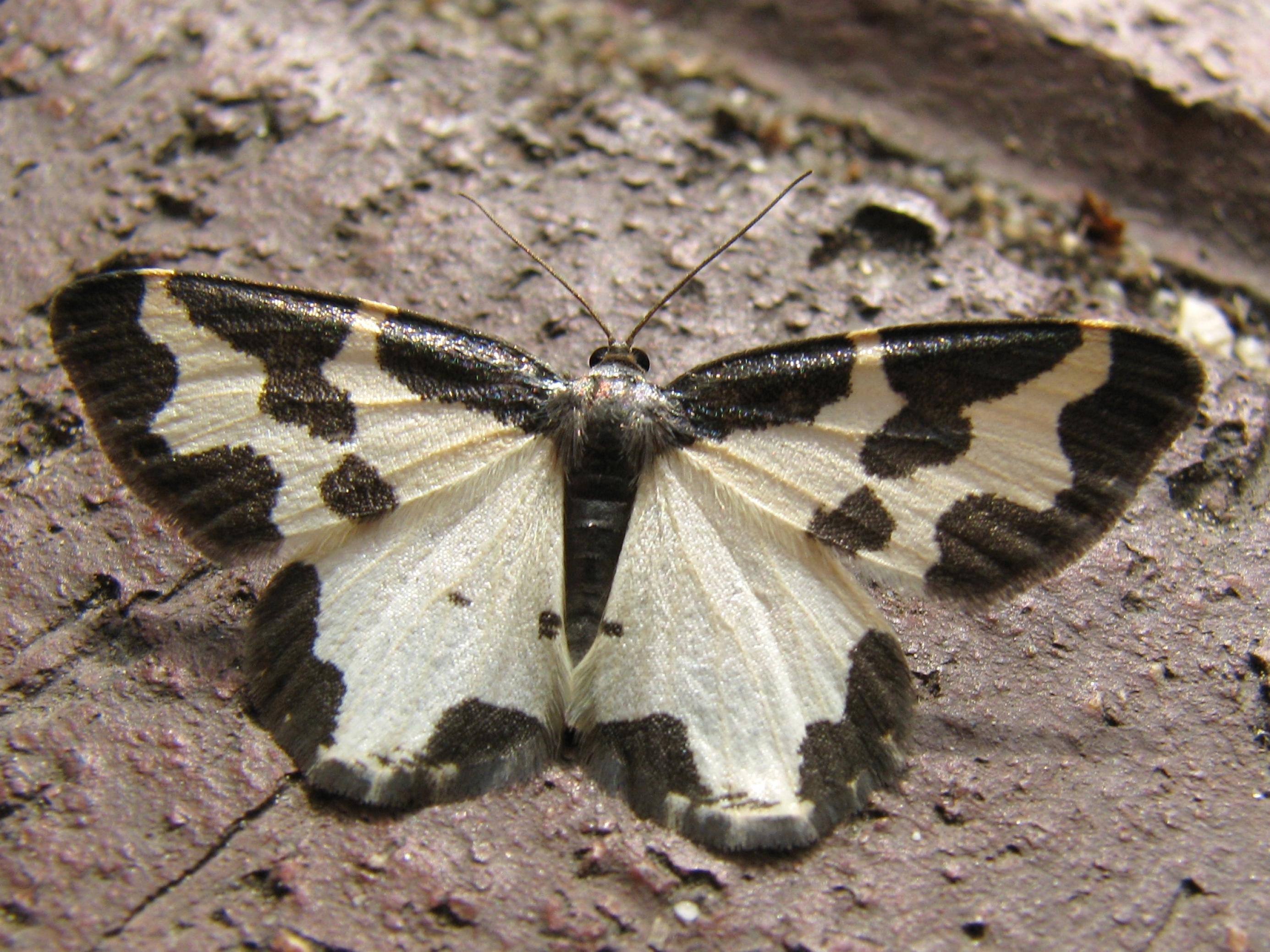 Ein Nachtfalter mit schwarz-weißem Flügelmuster.