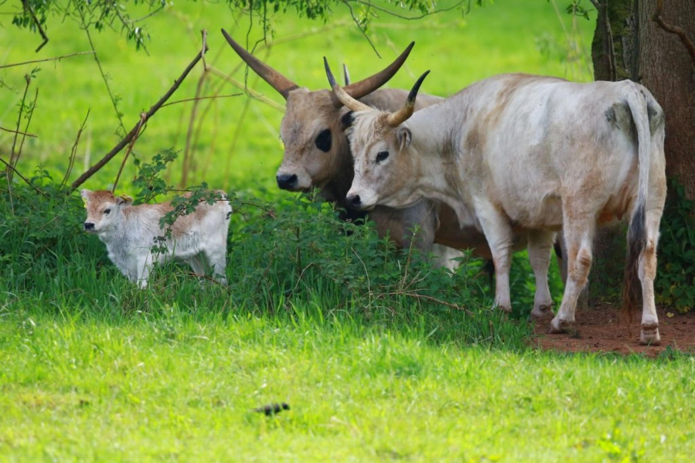 Zwei ungarische Steppenrinder auf einer Wiese. Daneben steht ein Kalb.