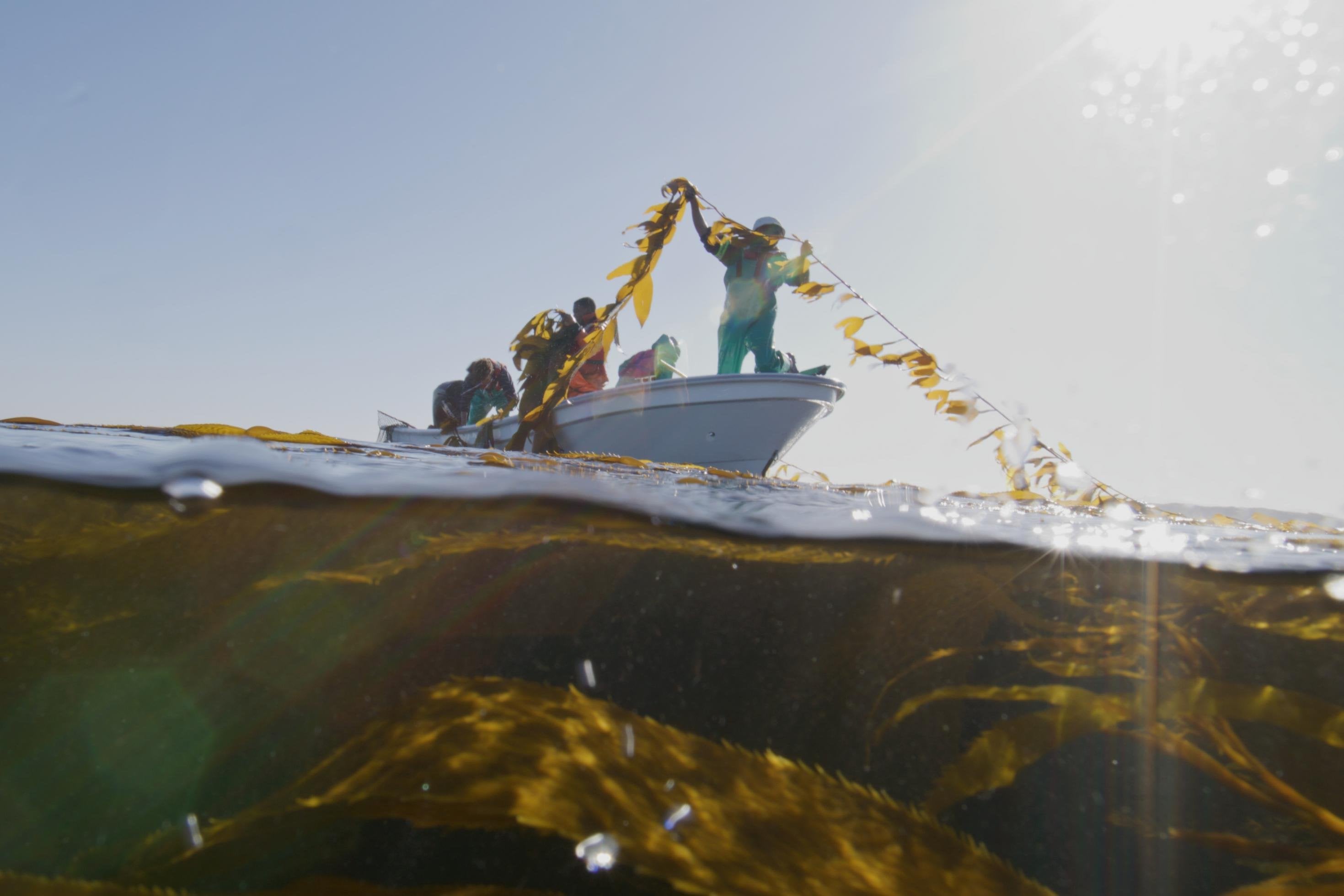 Männer in einem kleinen Boot fischen Algen aus dem Meer