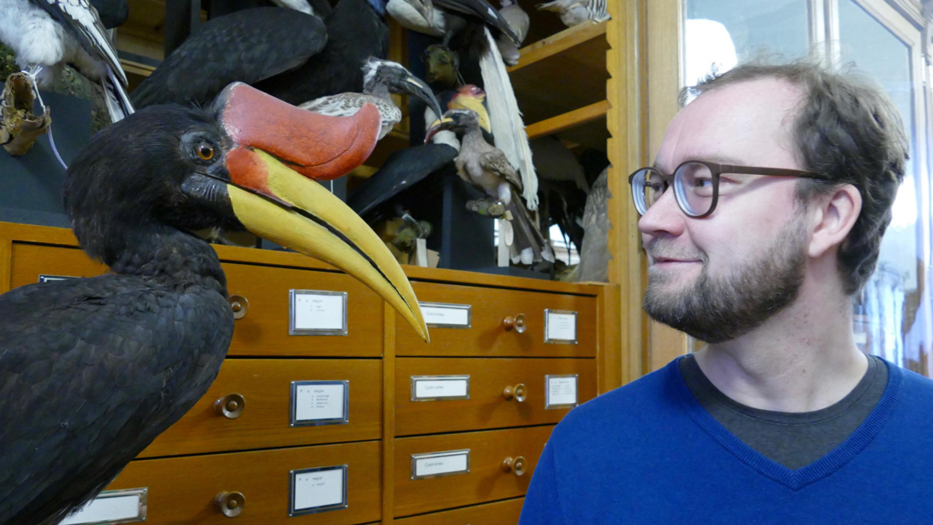 Im Bonner Museum Koenig betrachtet der Kurator Till Töpfer einen ausgestopften Nashornvogel