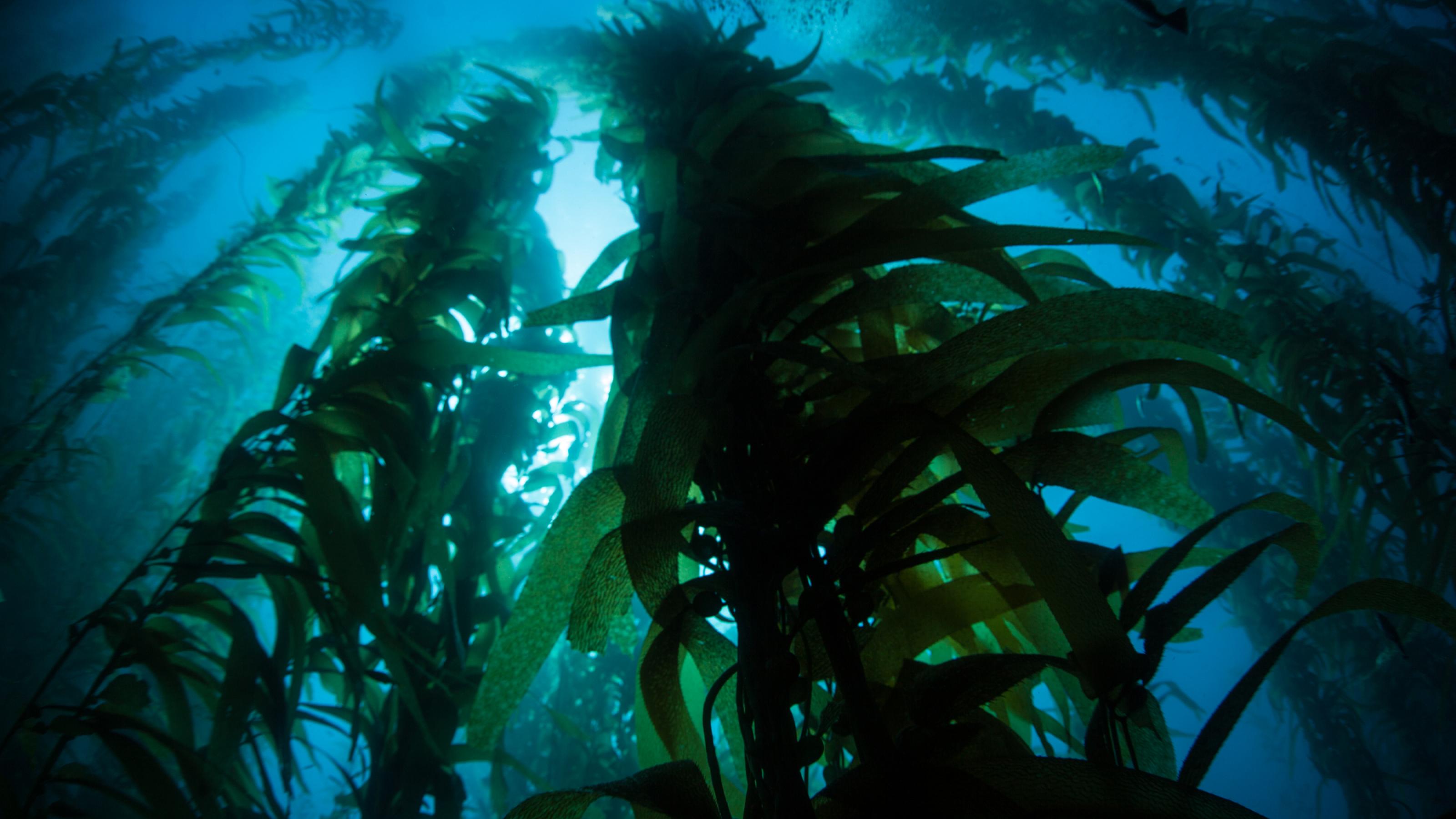 Seetang – große Pflanzen, die im Meer zur Sonne hin wachsen.