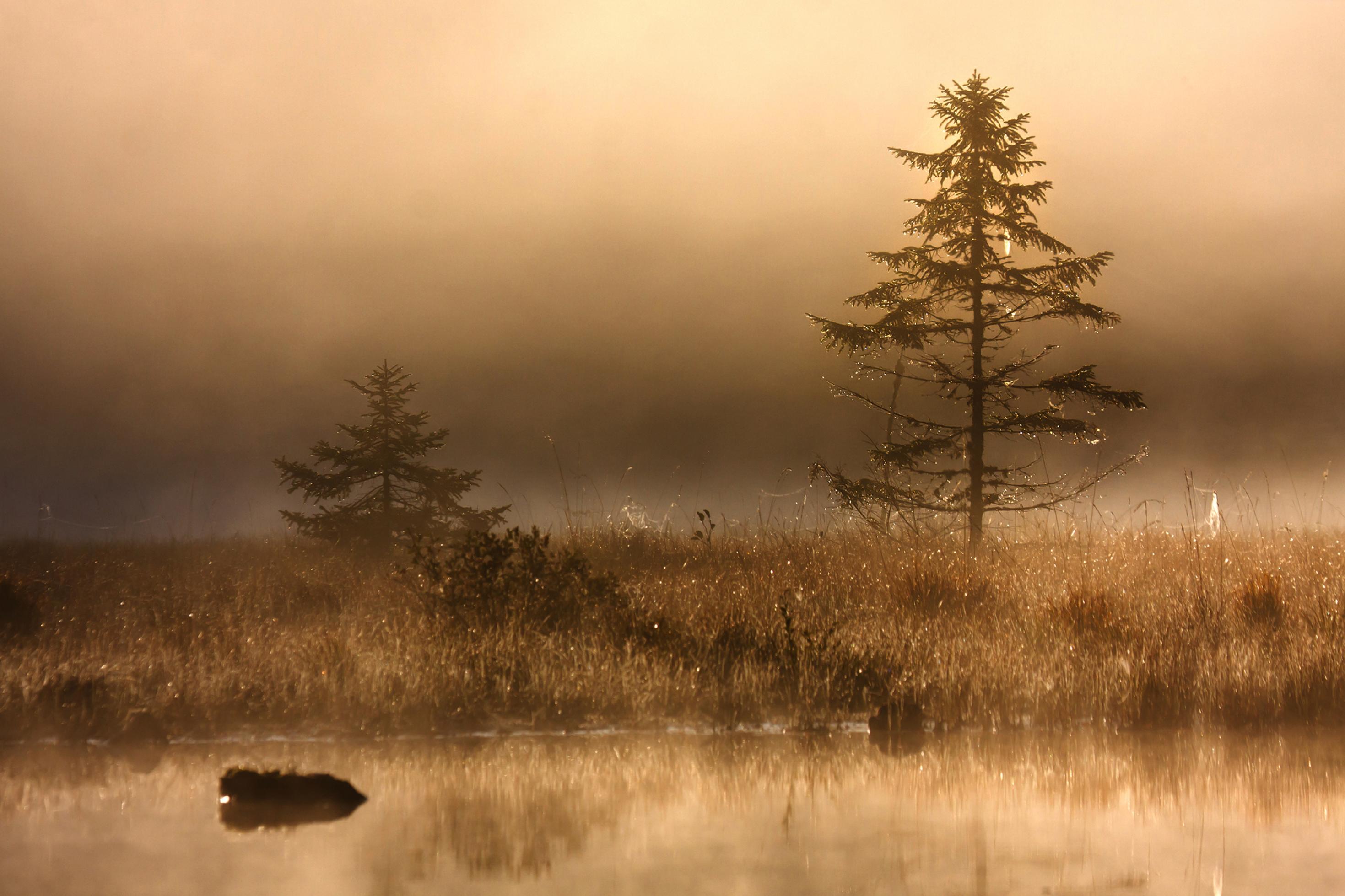 Das Bild zeigt eine Morgenstimmung im Moor, Wasser. Gräser und zwei Nadelbäume glänzen im Sonnenschein.