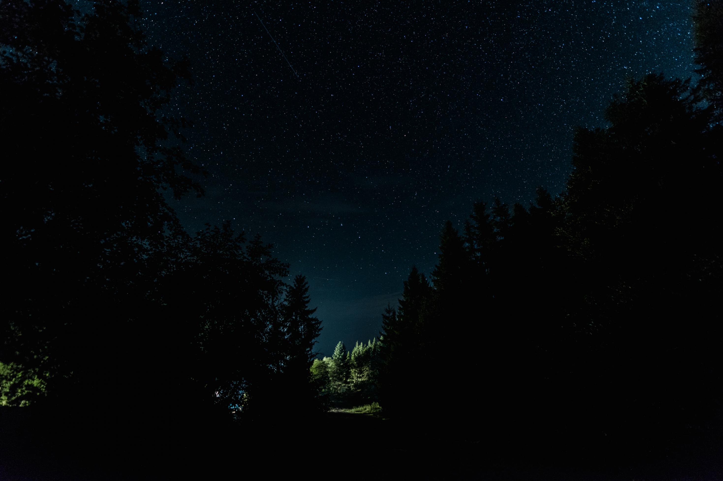 Dunkelheit im Wald mit einem Lichtschein am Horizont