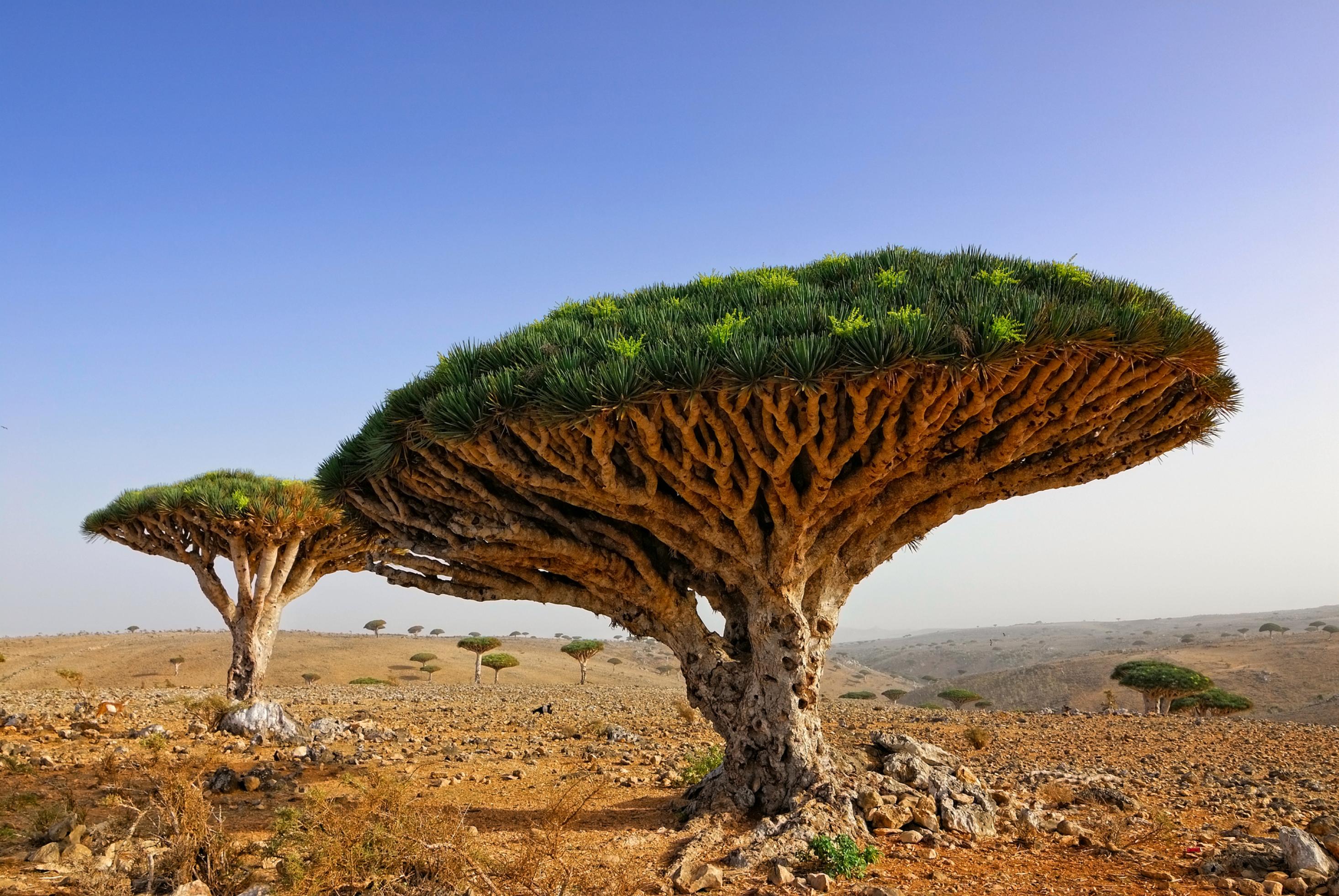 Der Drachenbaum steht in einer Wüstenlandschaft. Seine zahlreichen Äste wachen so symmetrisch in Himmel, dass daraus eine Art Plattform entsteht. Deren sattes Grün auf der Oberseite steht in starkem Kontrast zur trockenen Landschaft, 