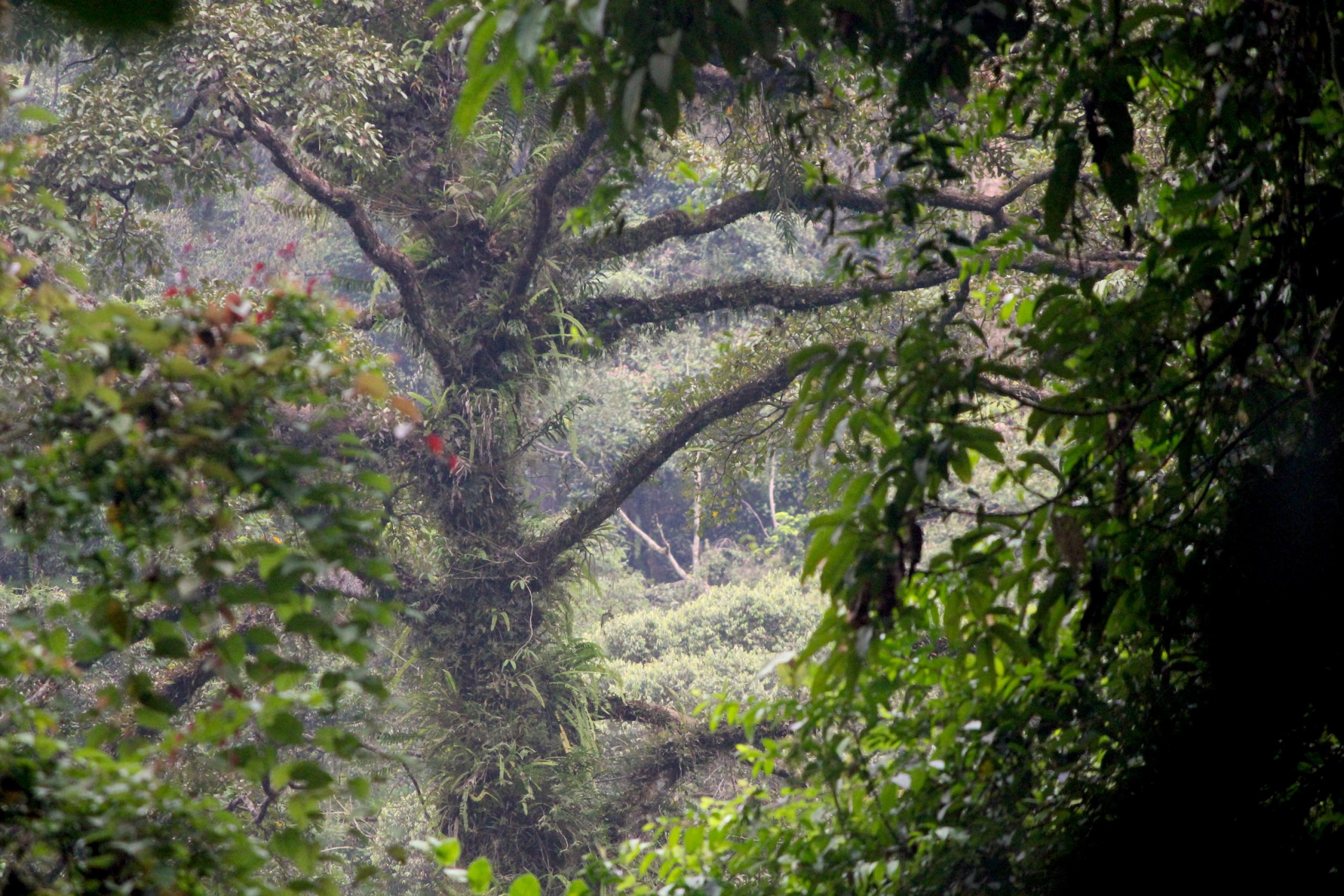 Das Bild zeigt einen großen Regenwaldbaum mit zahlreichen von Moos bewachsenen Ästen.
