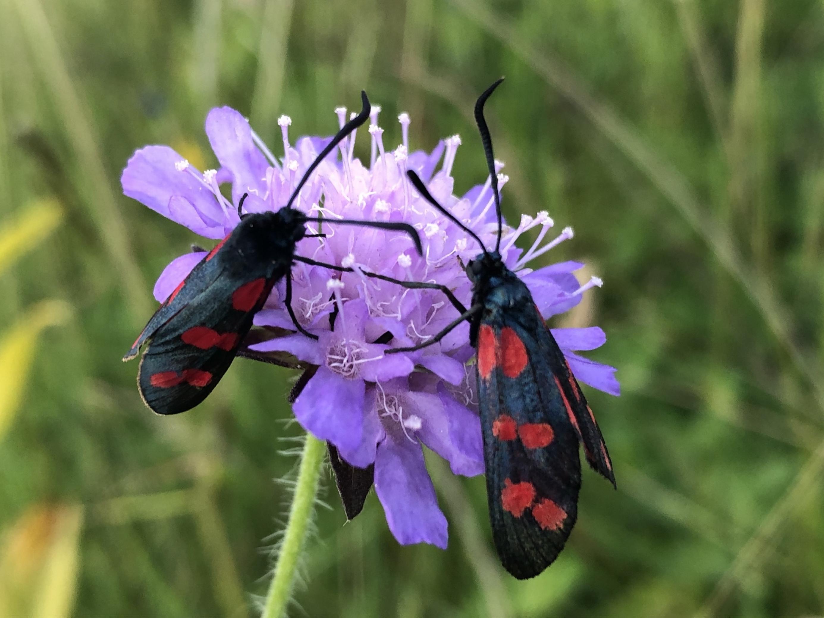 Das Bild zeigt zwei Schmetterlinge aus der Gruppe der Widderchen auf einer Flockenblume.