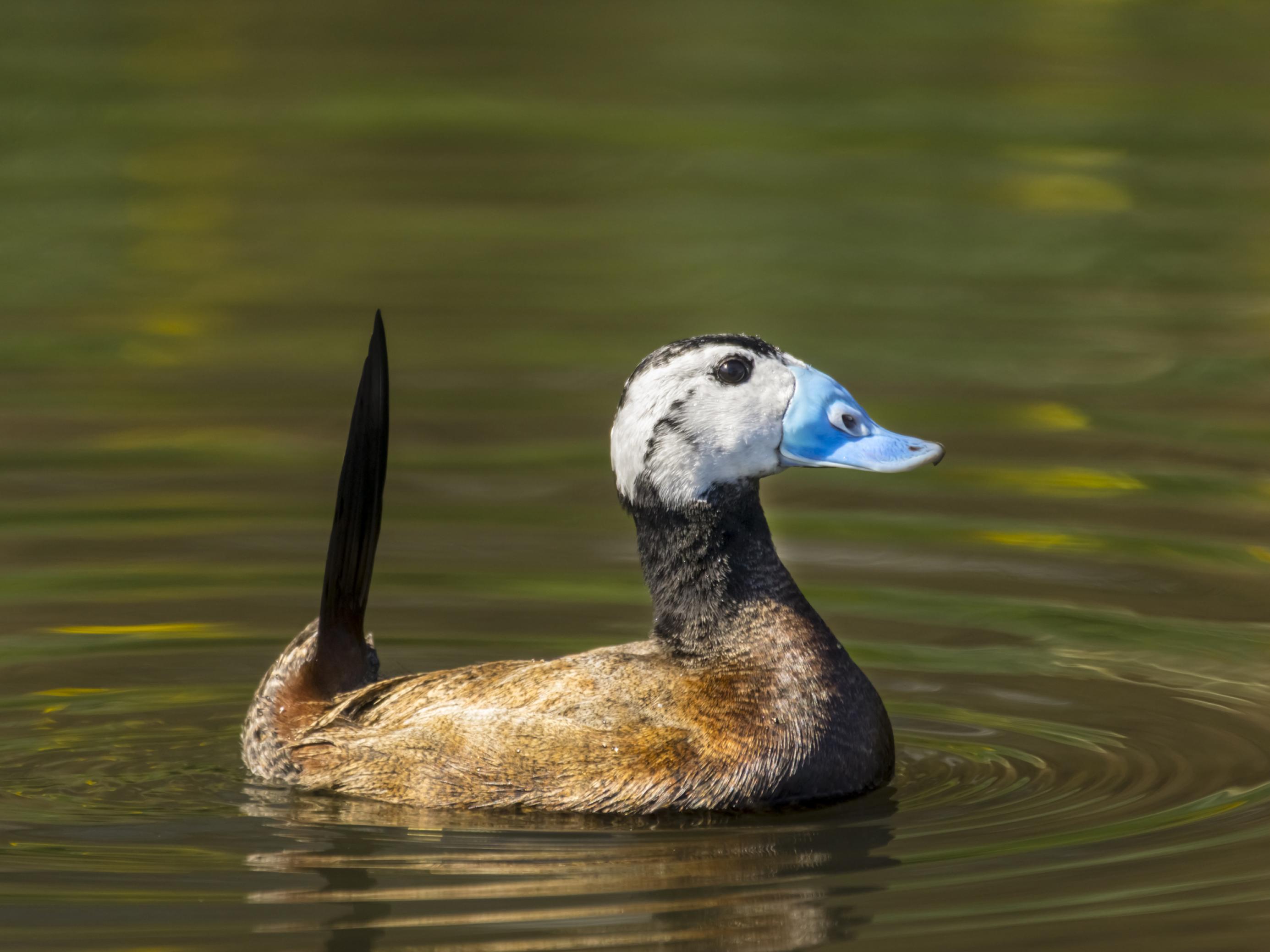 Ente mit senkrecht stehenden Schwanzfedern und hellblauem Schnabel.