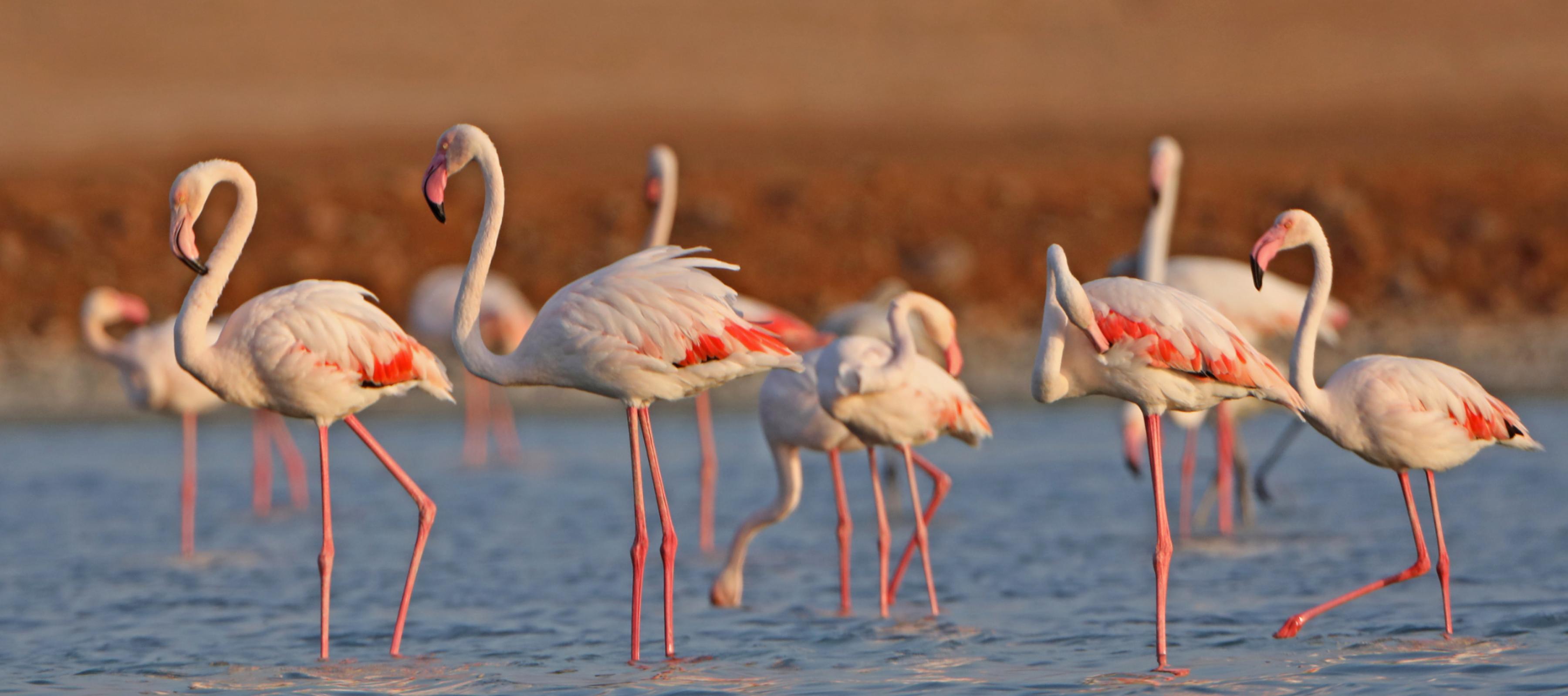 Mehrere rosarote Flamingos stehen mit ihren sehr langen Beinen im Wasser.