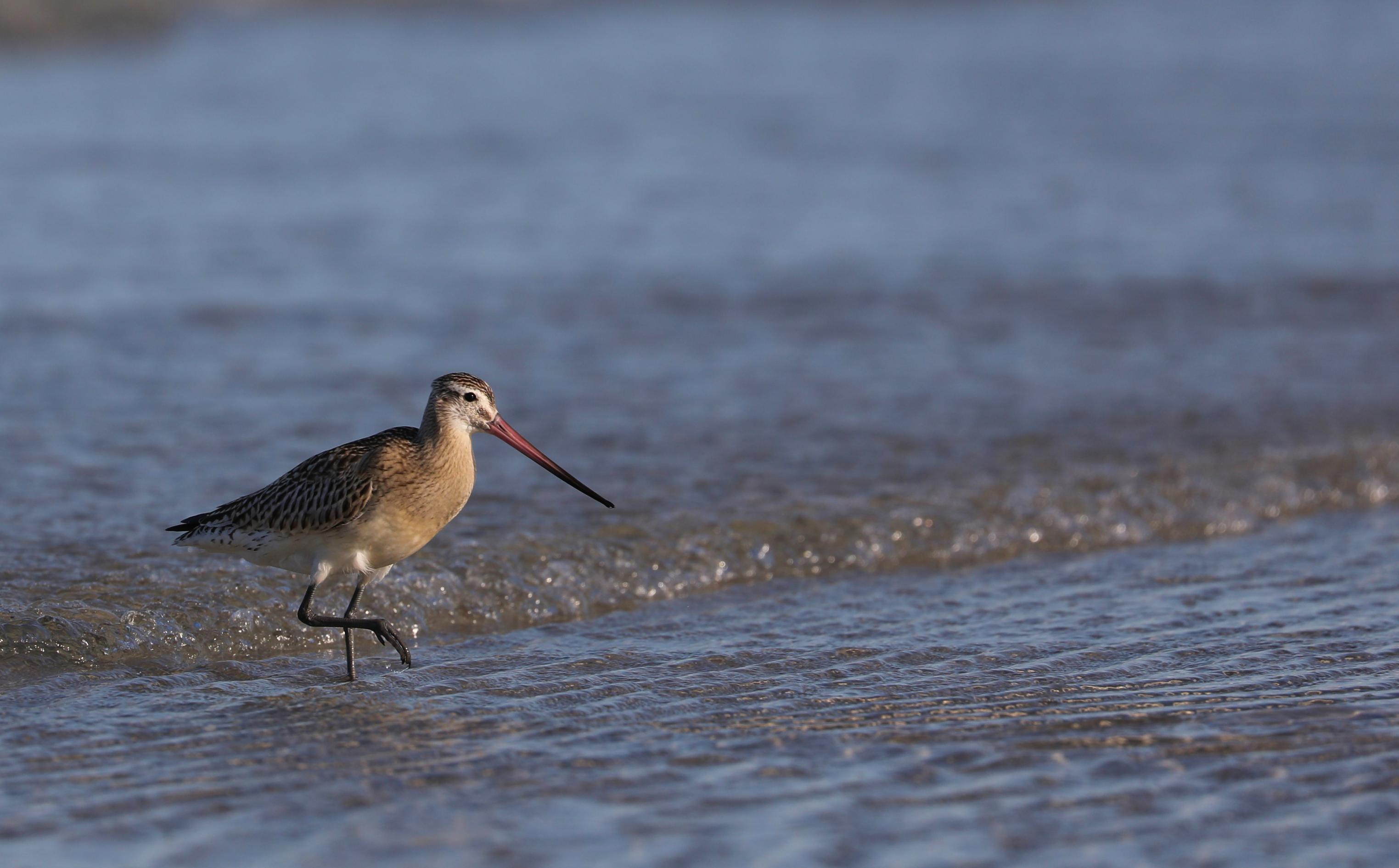 Die Pfuhlschnepfe macht mit ihren hohen Beinen und ihrem sehr langen Schnabel einen eleganten Eindruck. Der Vogel steht im Wasser, 