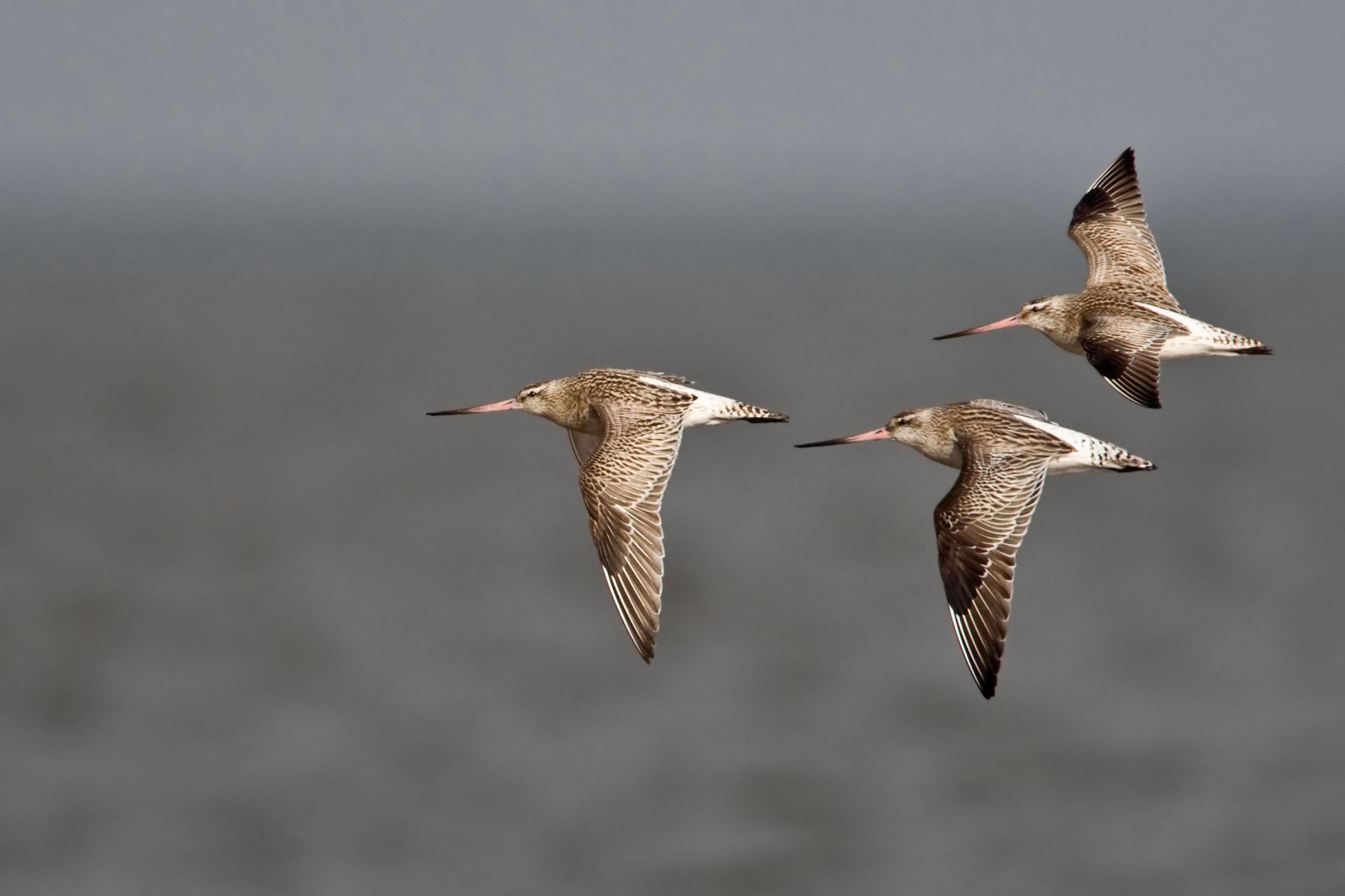 Drei Pfuhlschnepfen fliegen in Formation über dem Wasser.