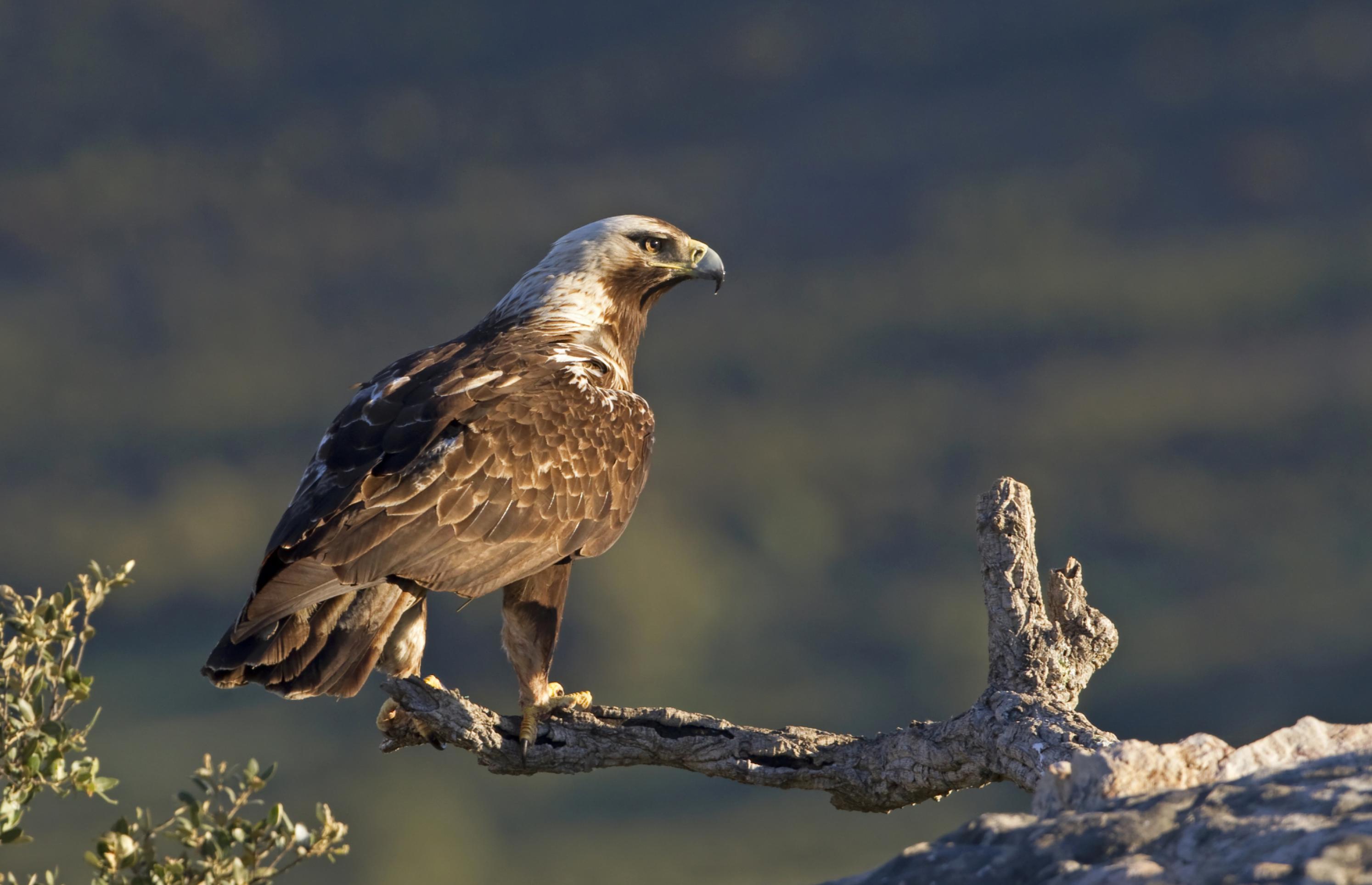 Adler sitzt auf Ast.