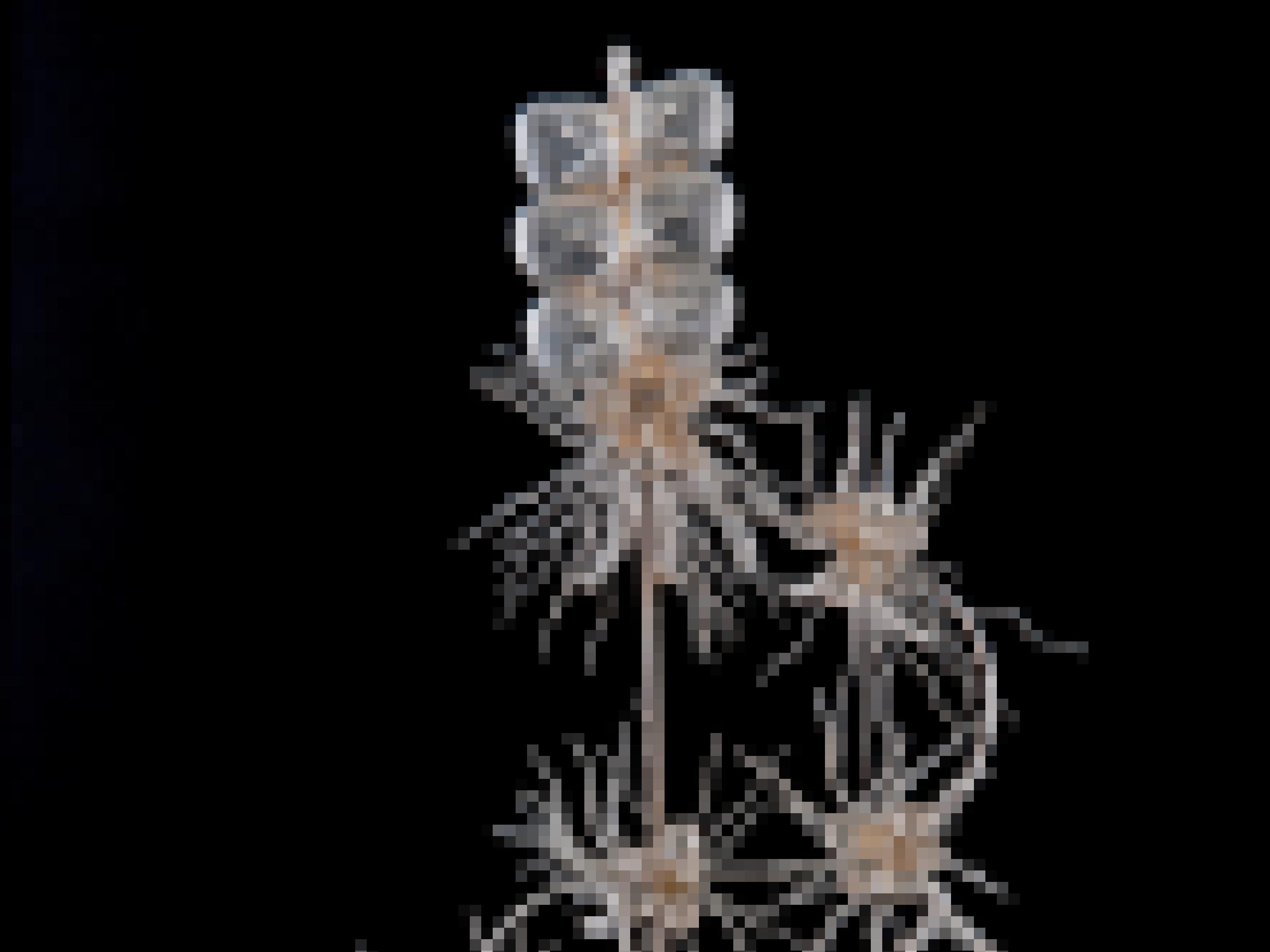 Die Staatsqualle Apolemia uvaria aus Glas.